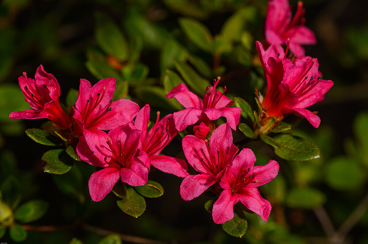Azalea