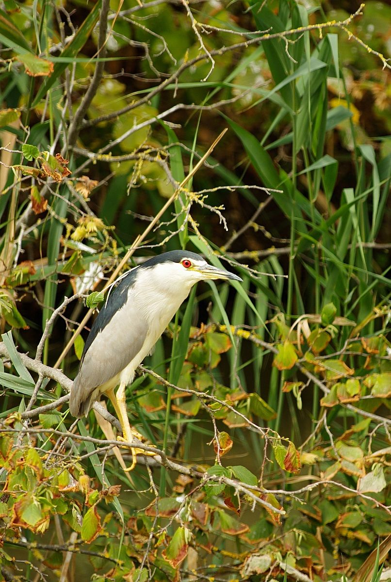 Night Heron