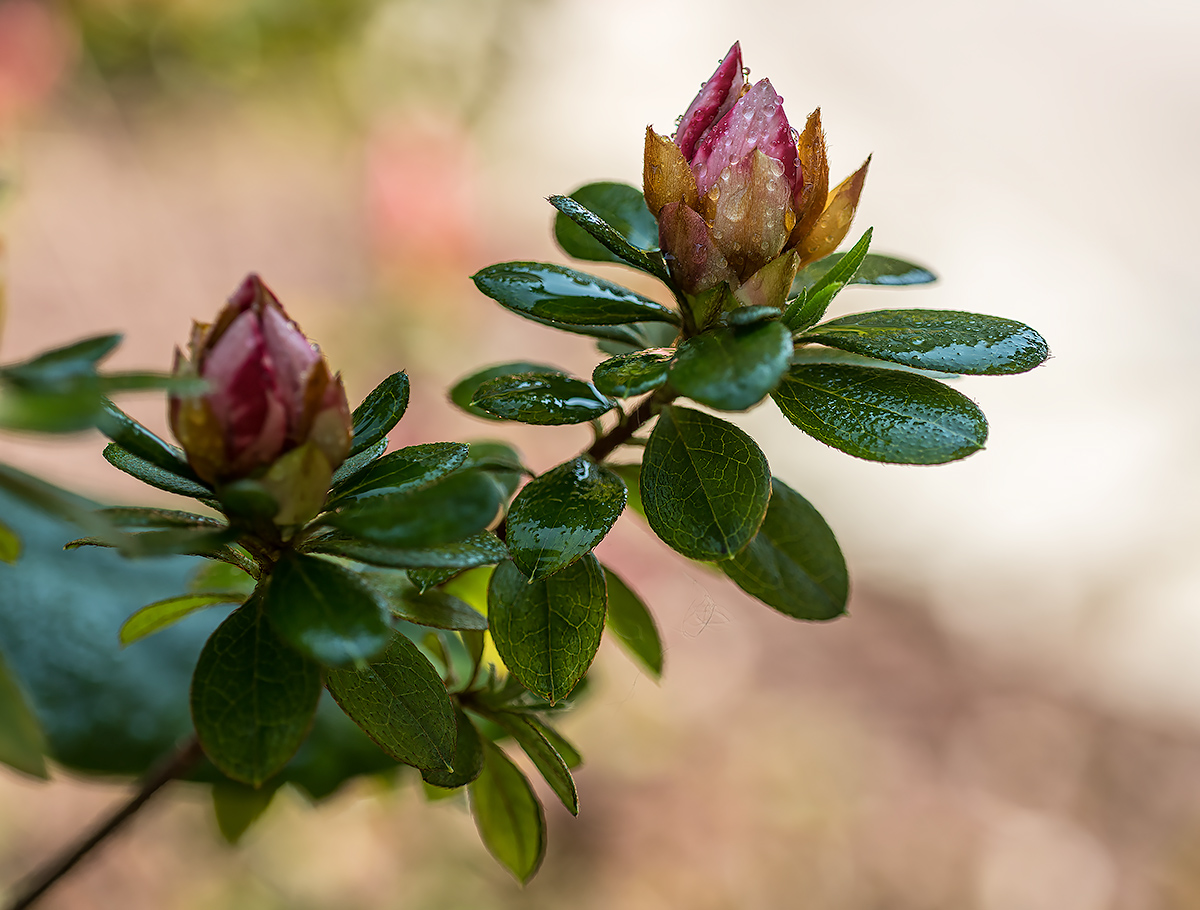 azalea in bud