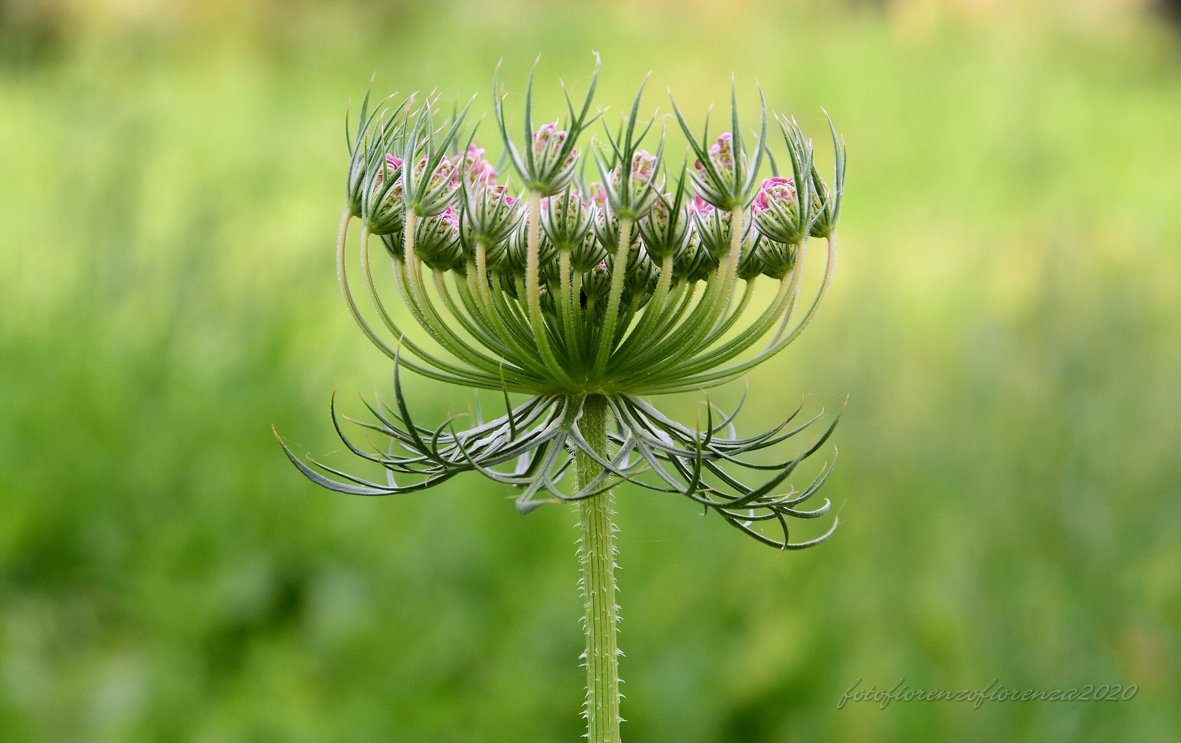 La Primavera... non resterà in gabbia!