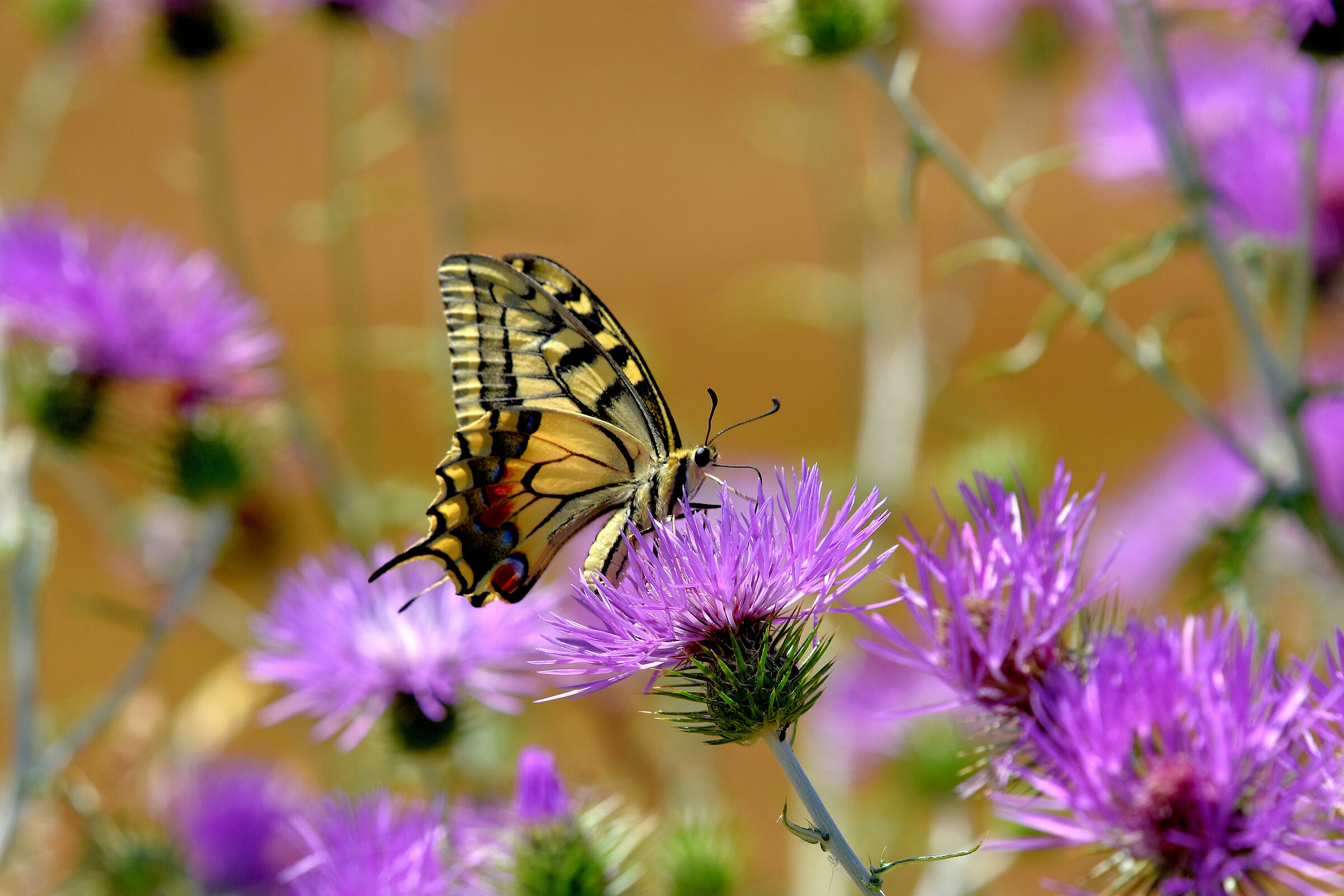 Papilio Machaon