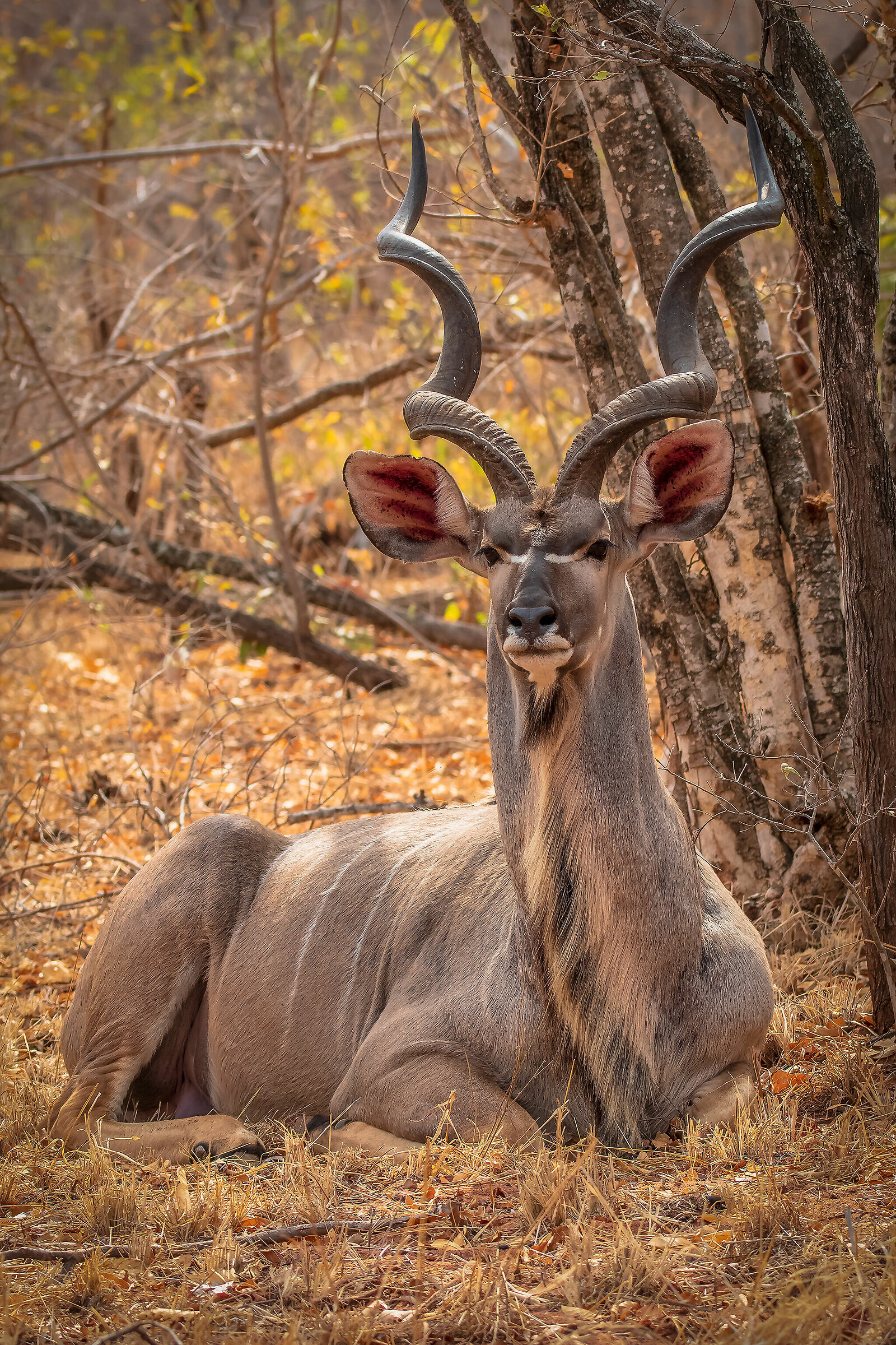 Kudu