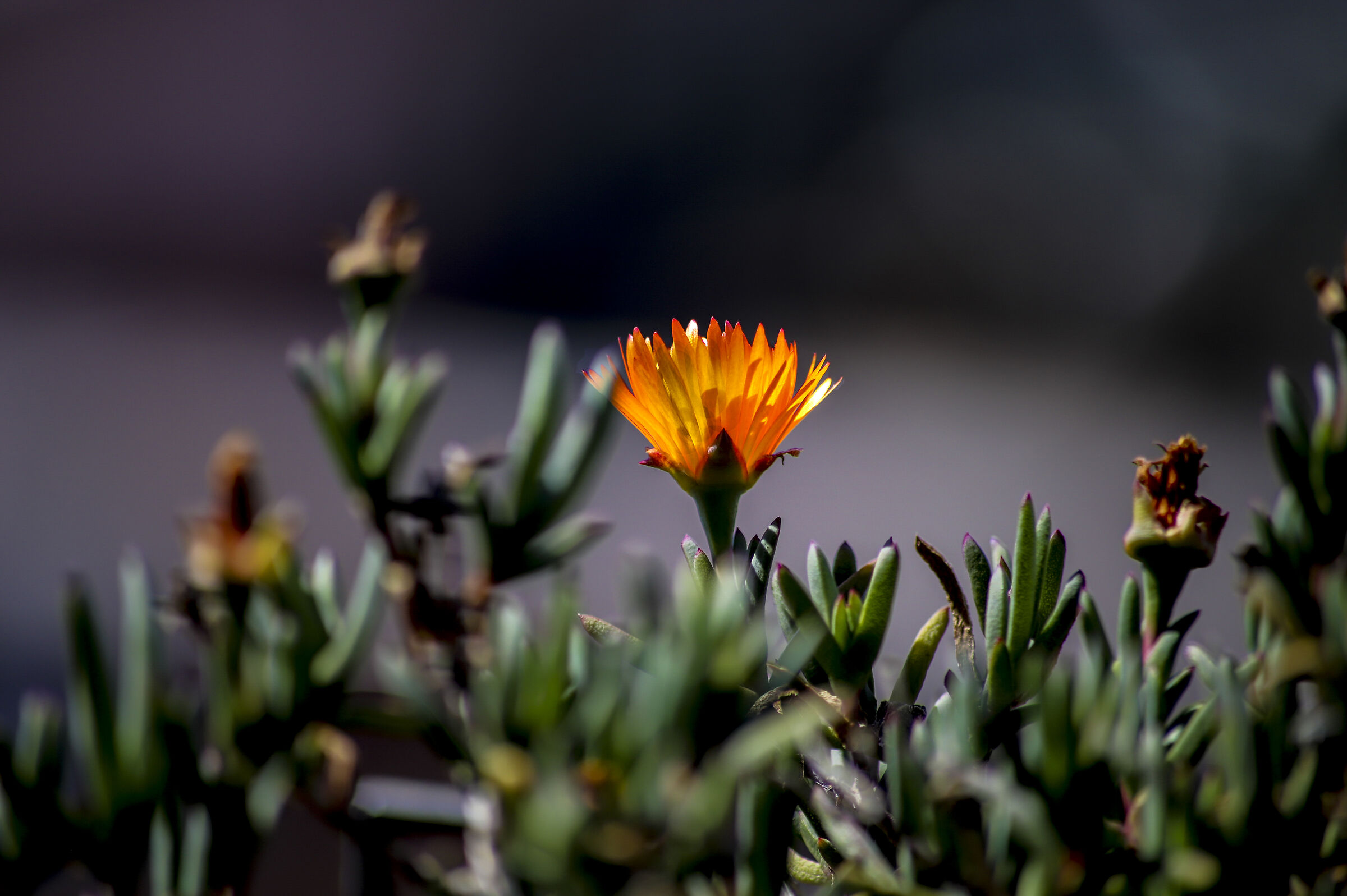 Un po' di colore nella vita