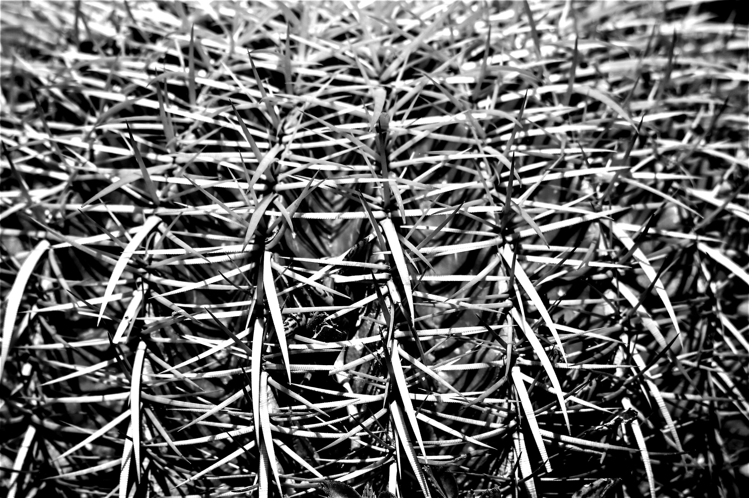 Cuscino della suocera