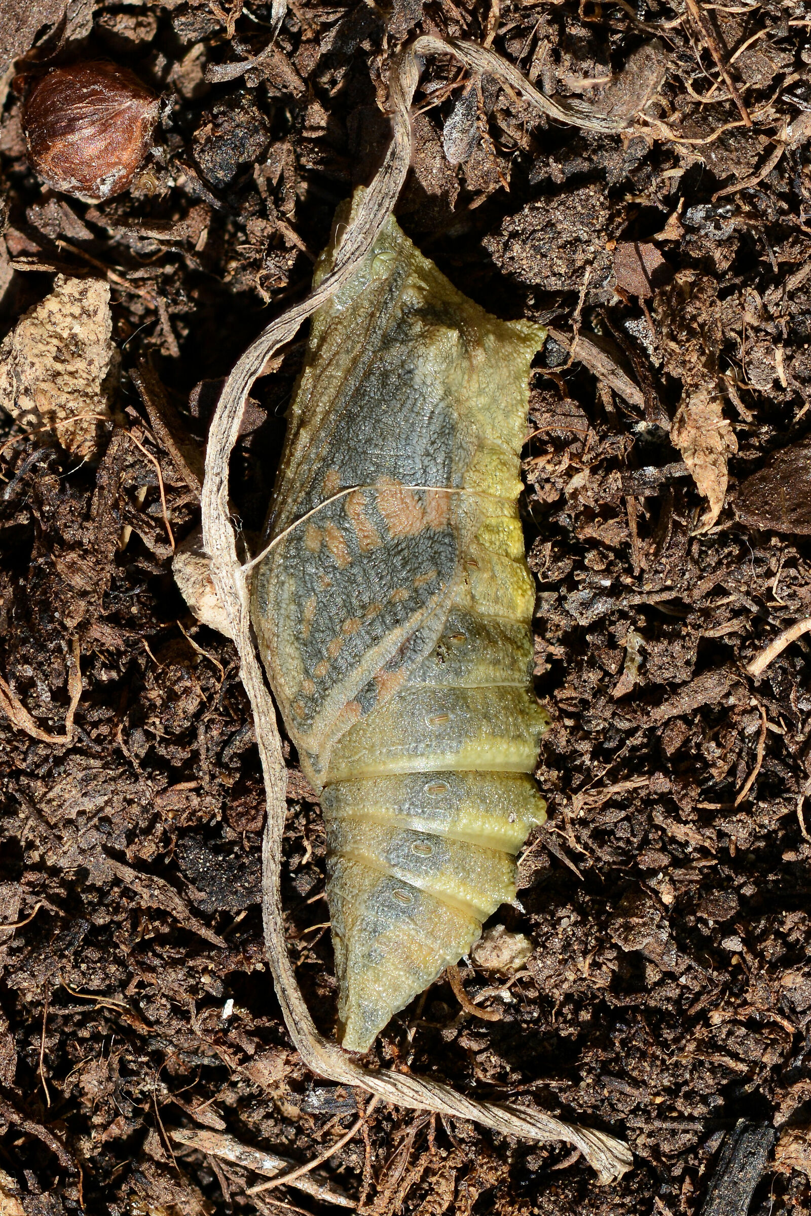 Macaone chrysalis 11 shots