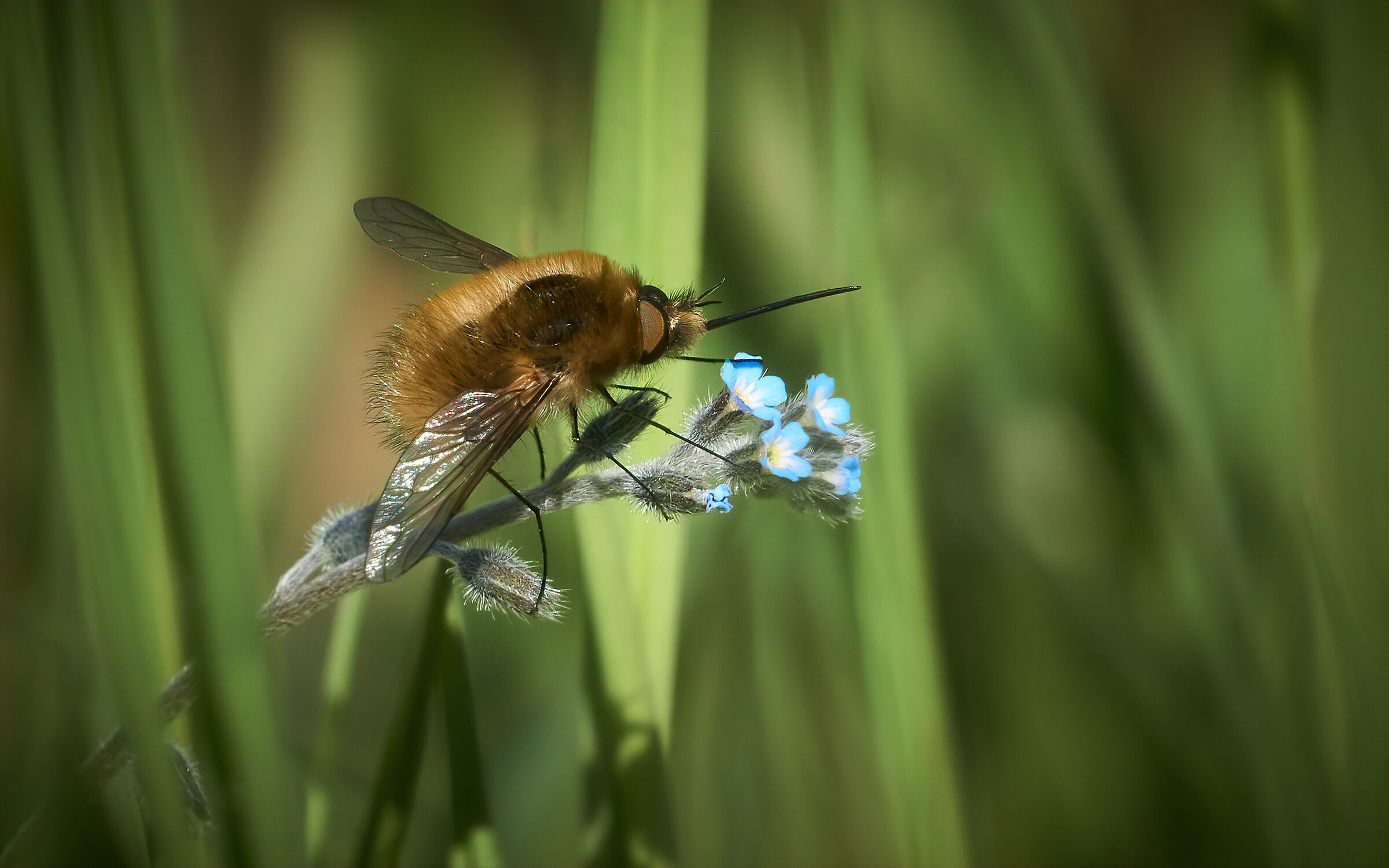 Non ti scordar di me con Bombylius major