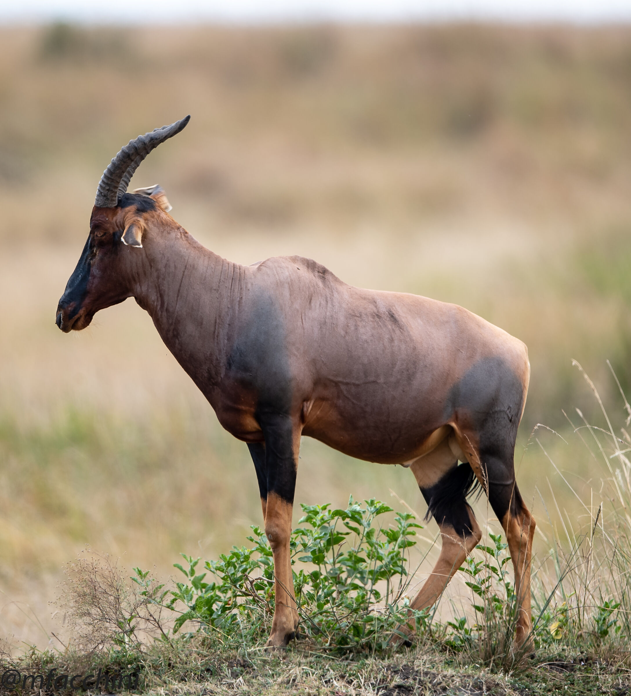 Male Hartebeest -Alcelaphus buselaphus