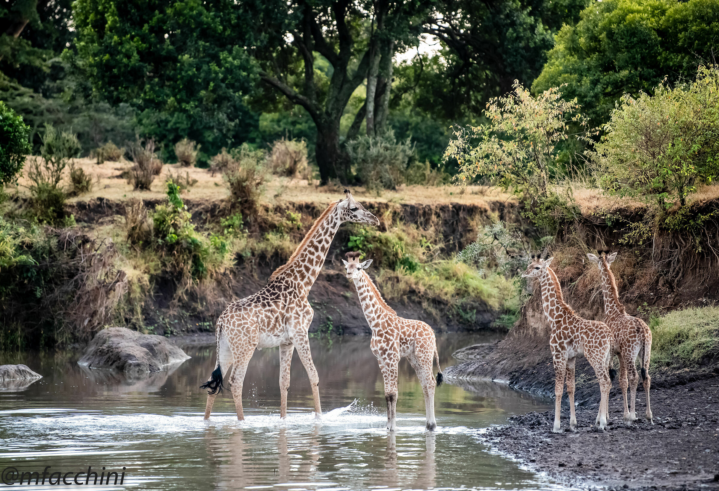 Giraffe al fiume