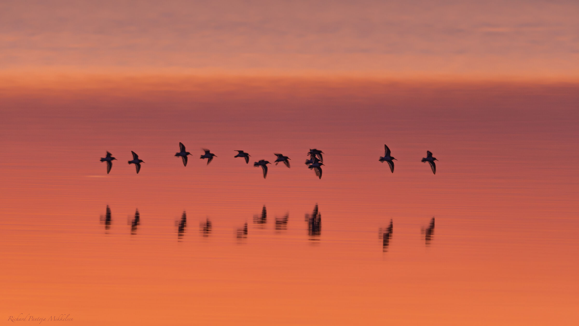 Uccelli del crepuscolo