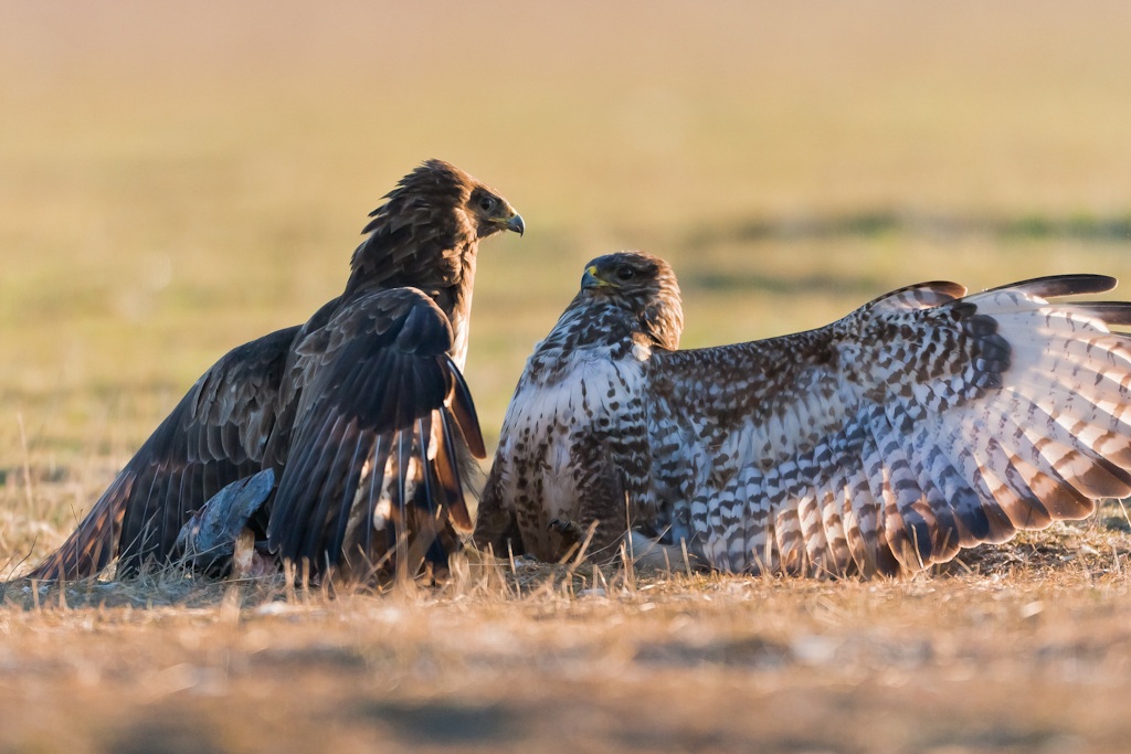 After her .... please