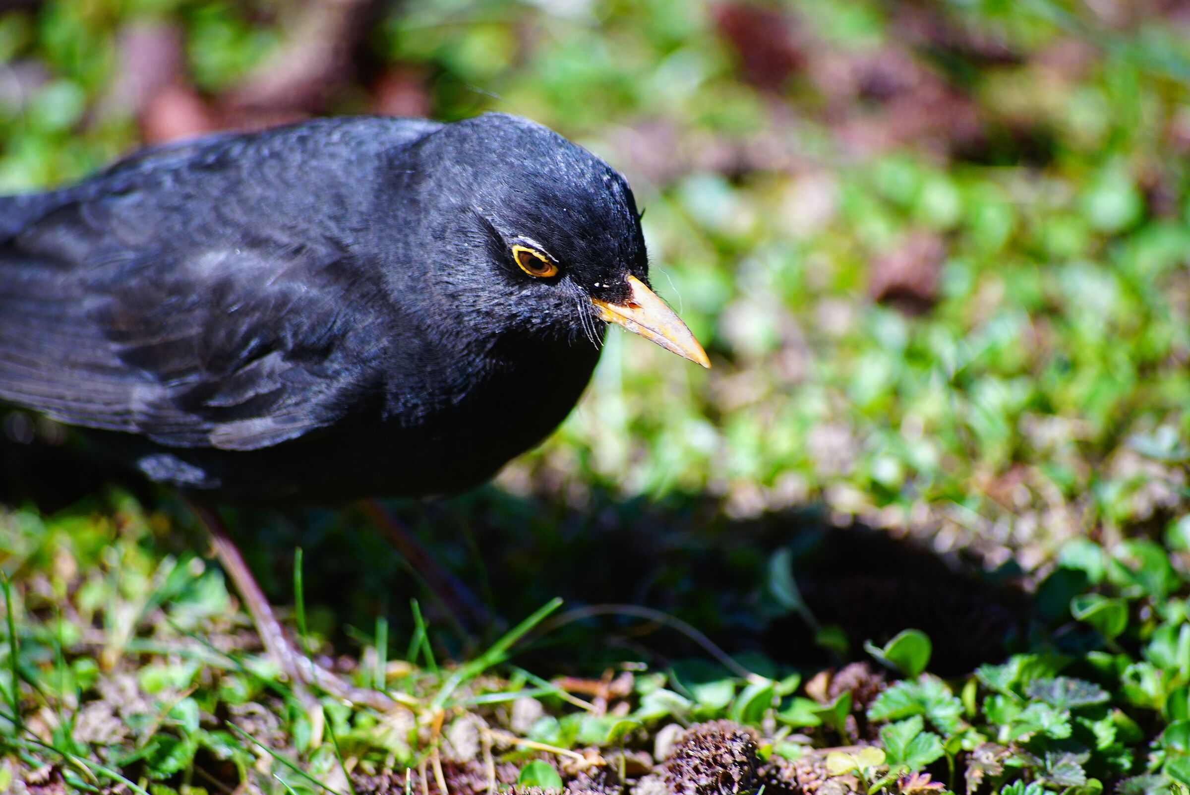 Anche tu senza barbiere :) ?