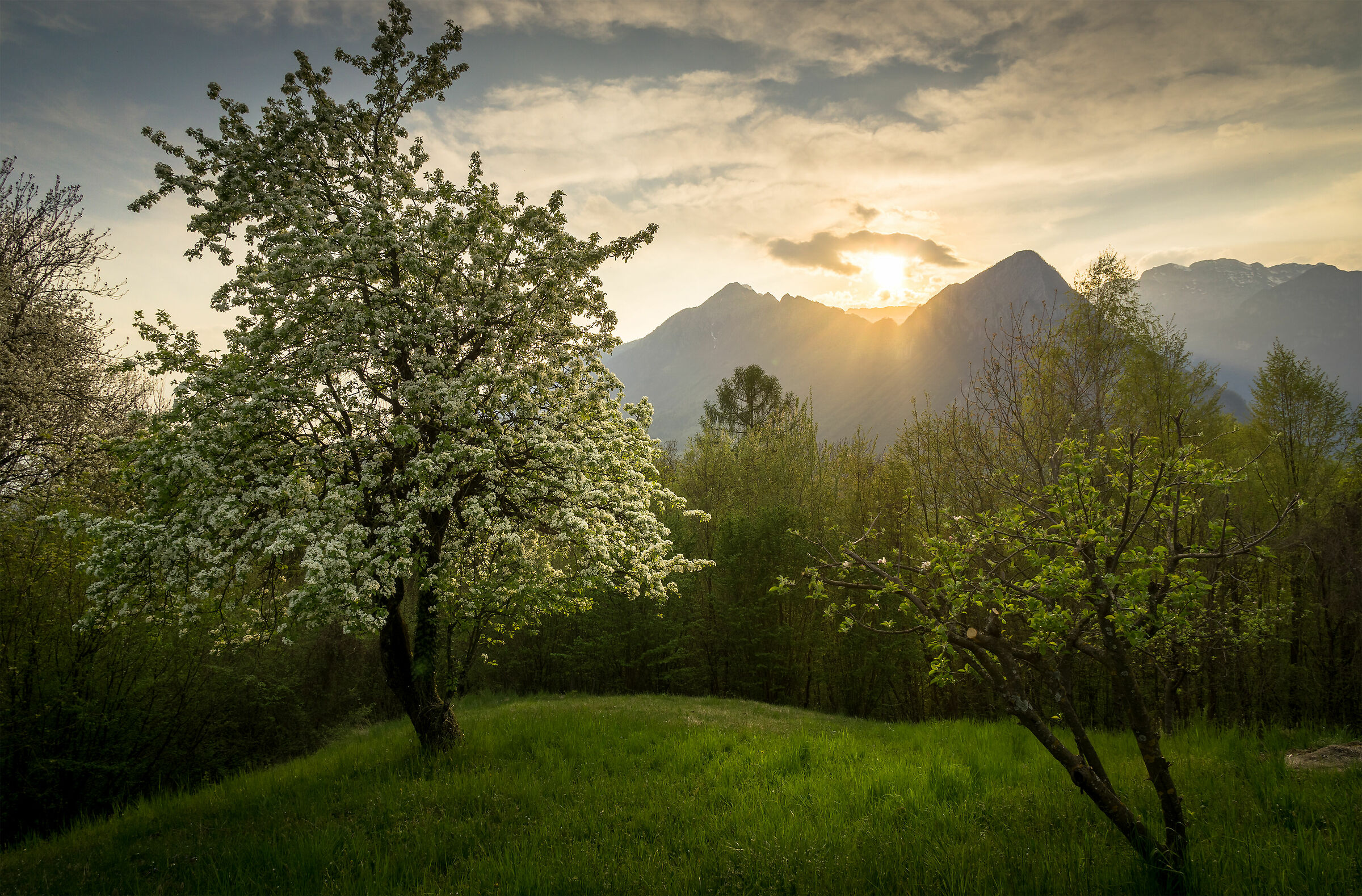 THE PEAR.