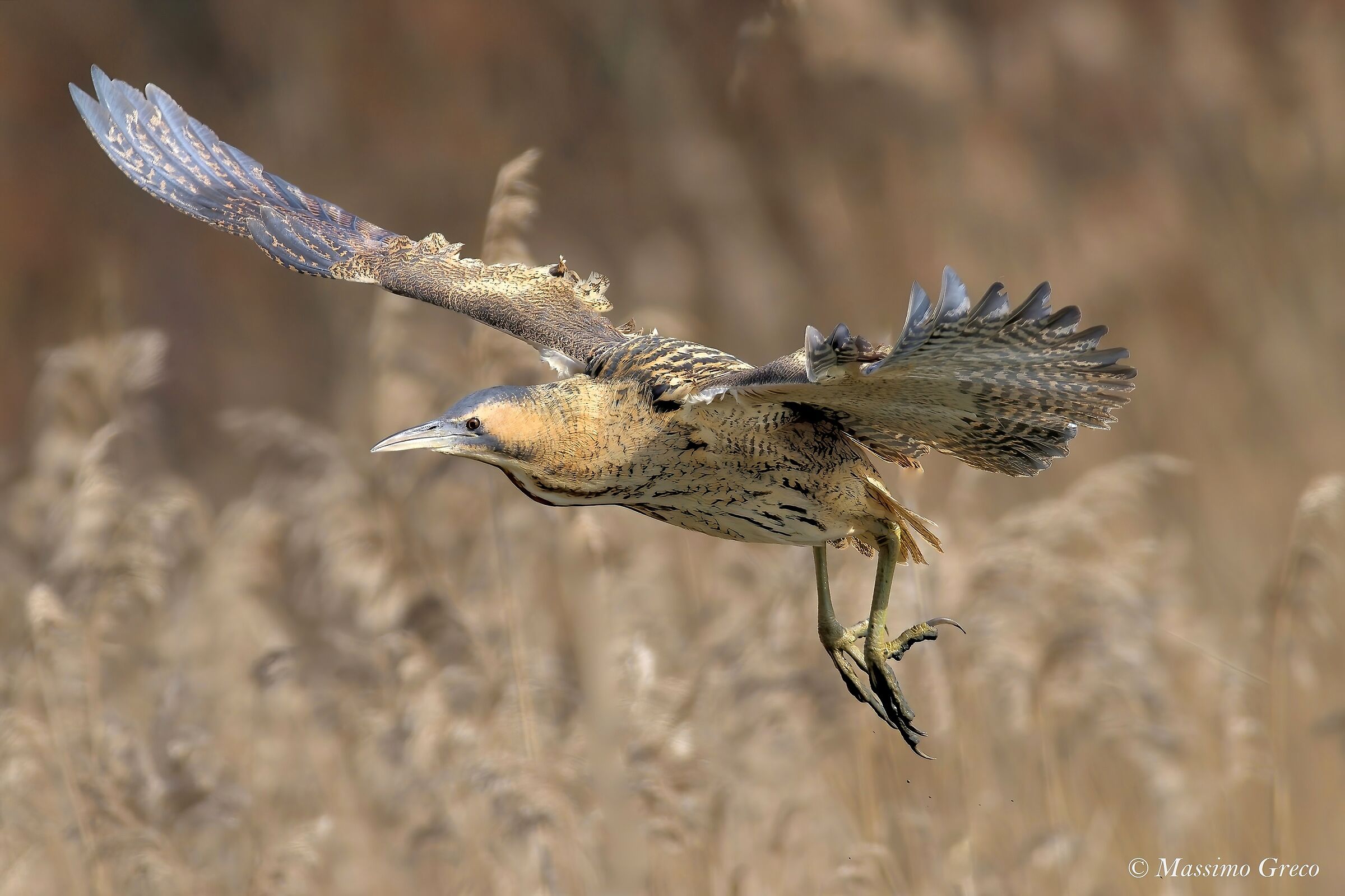 Tarabuso (Botaurus stellaris)