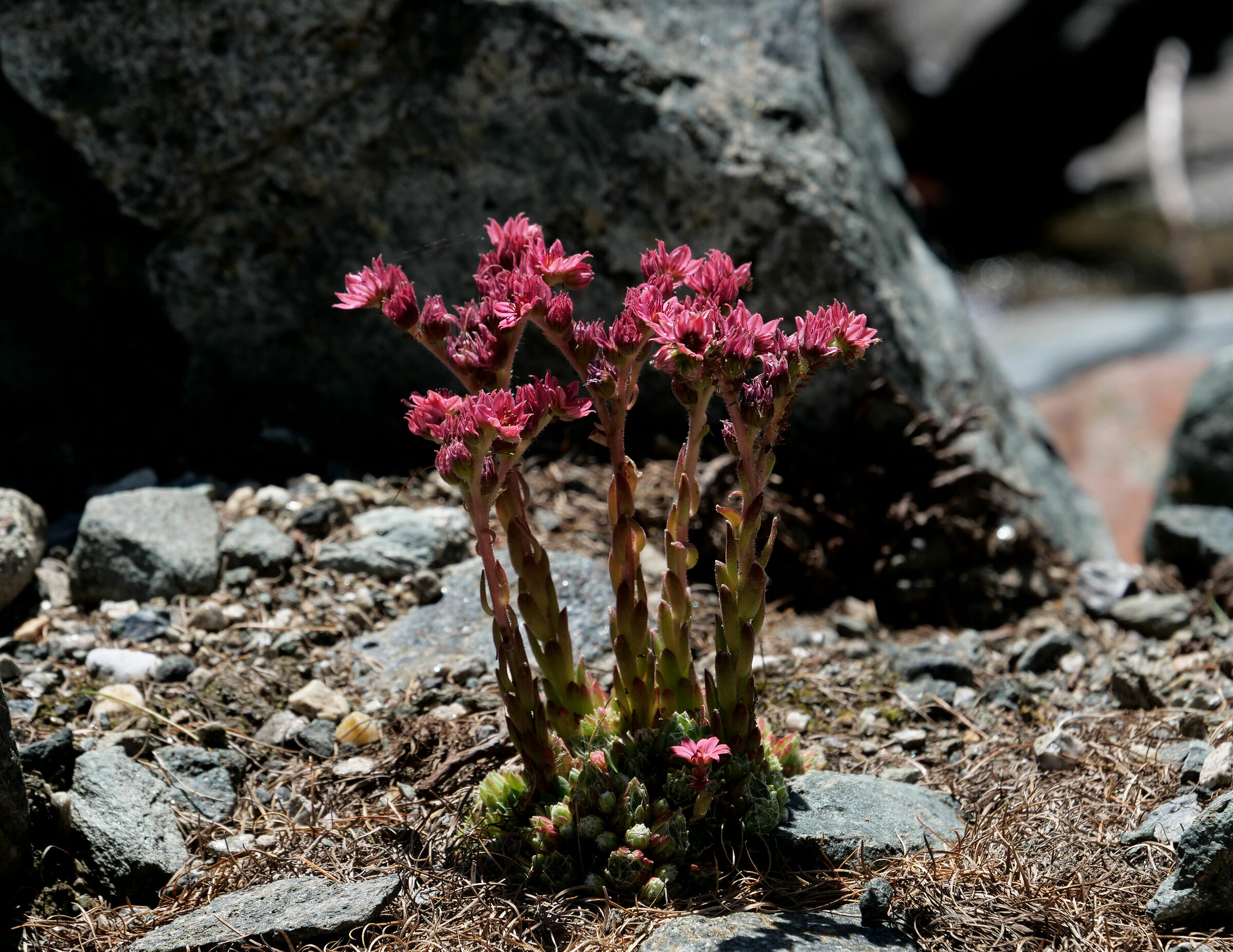 Rock flowers
