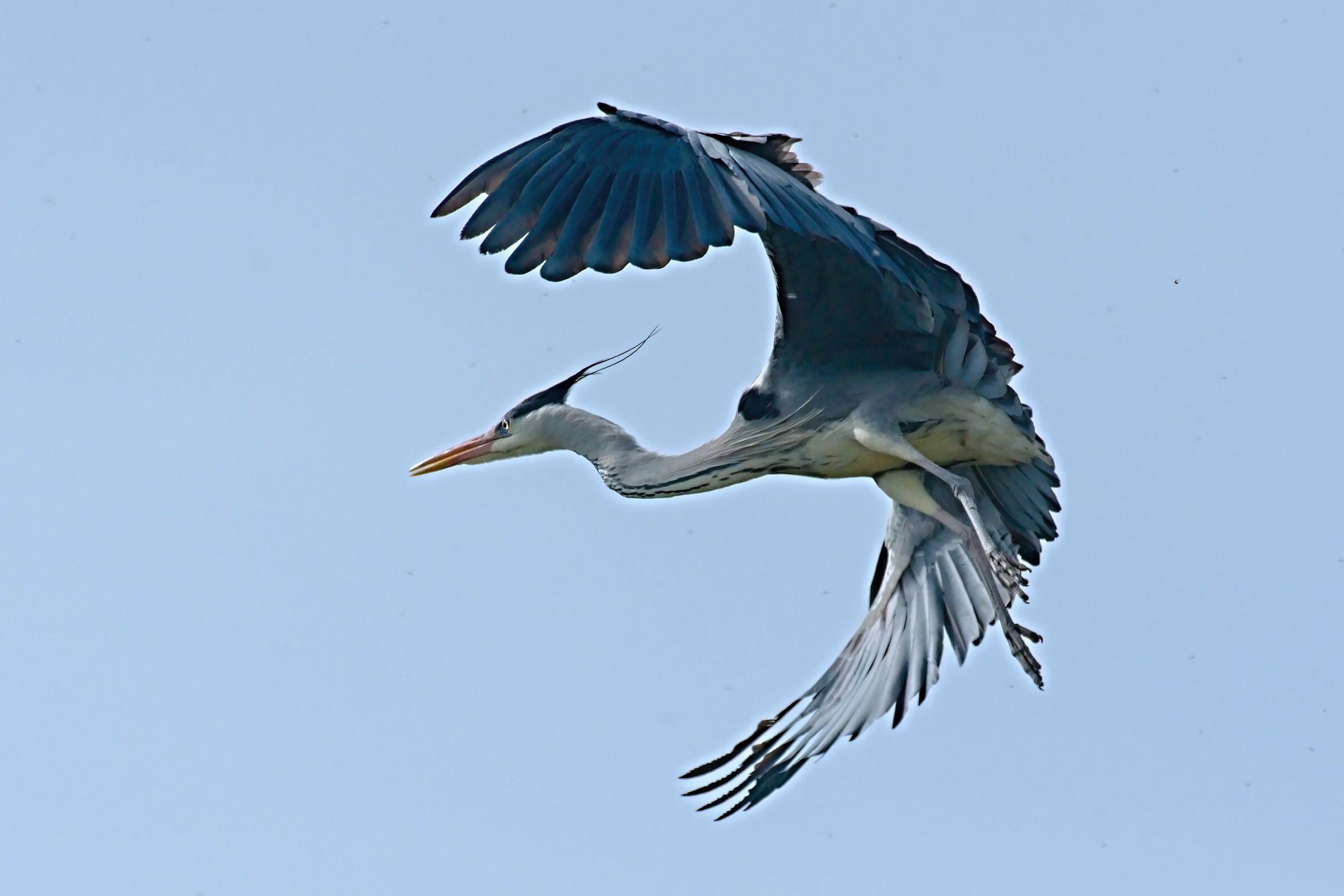 Ardea Cinerea
