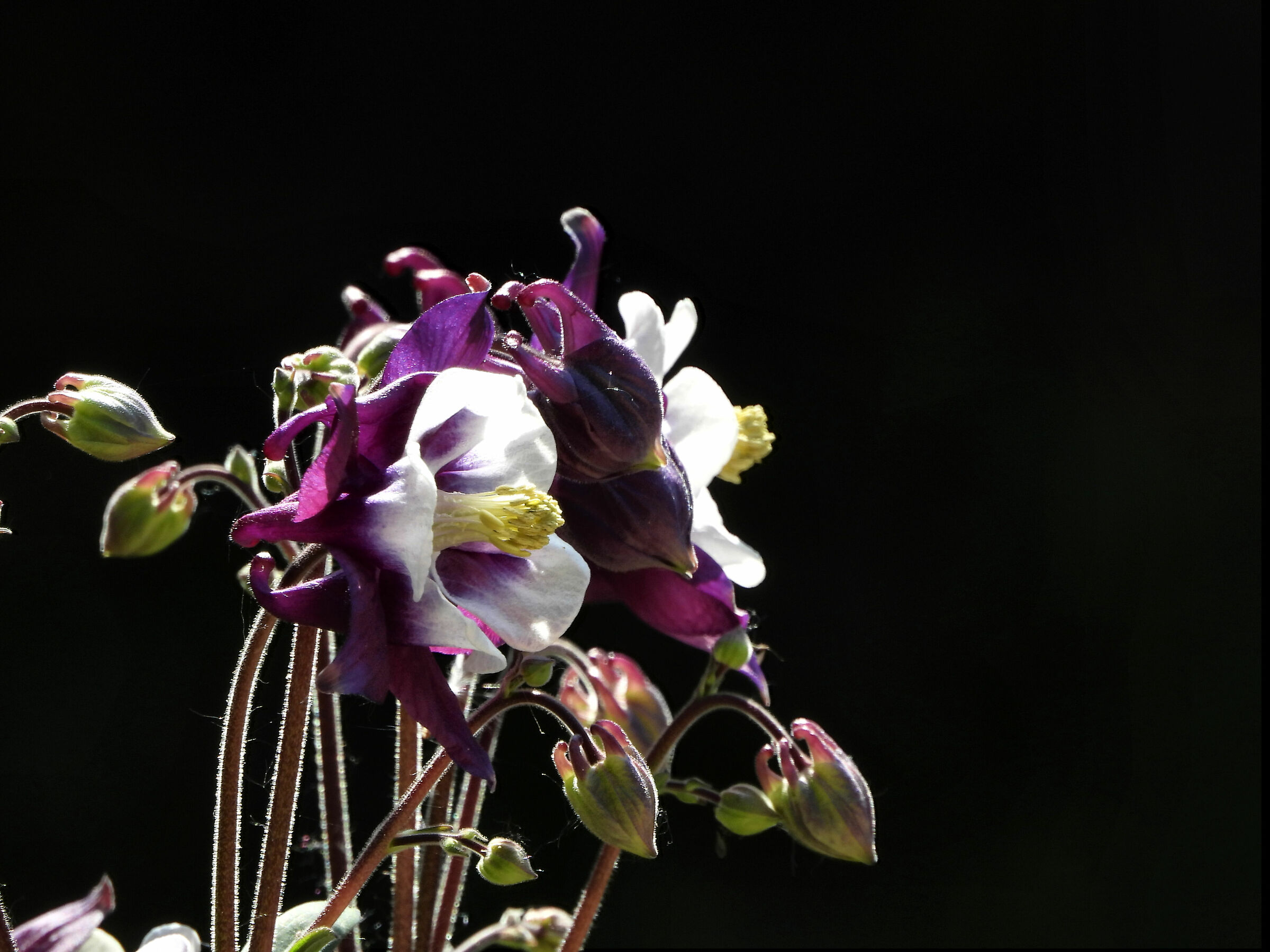 Aquilegia backlight