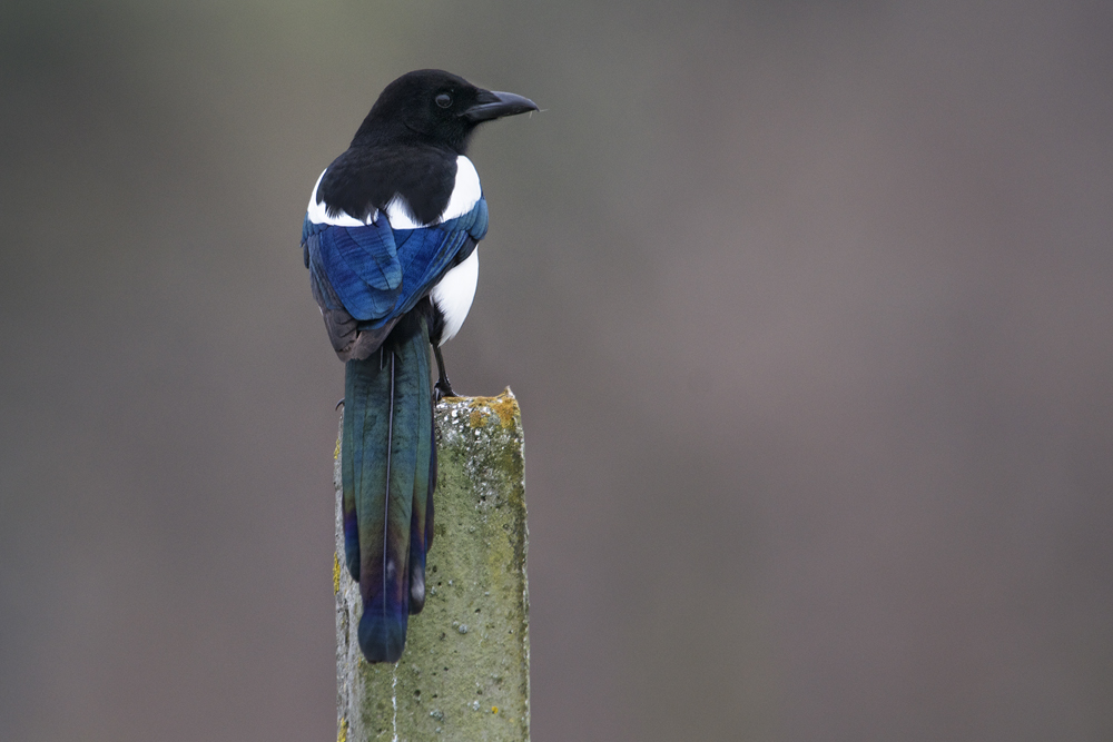 magpie