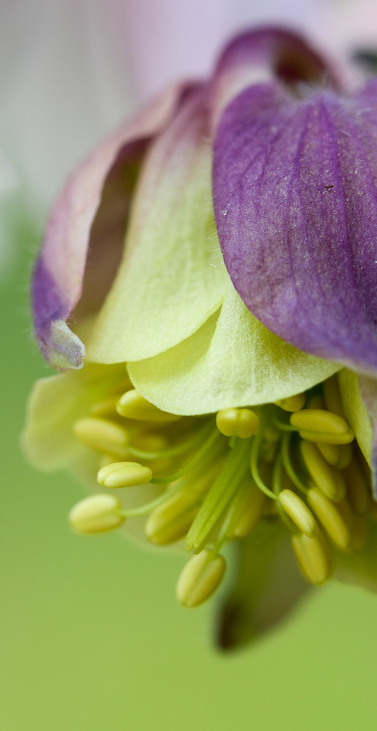 Aquilegia