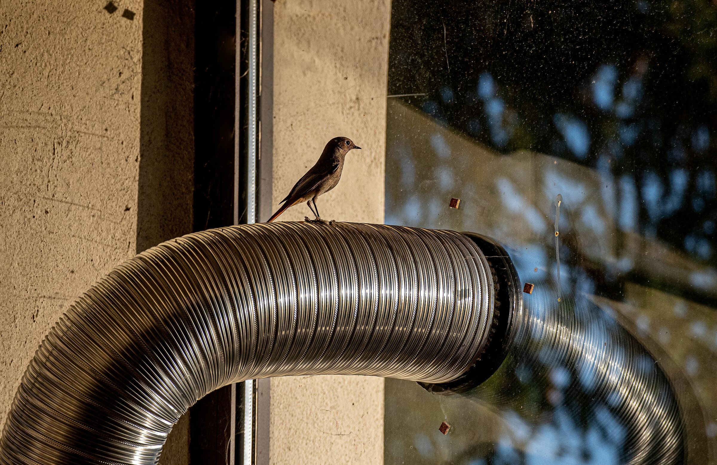 Revere in a Shot - ClickArt