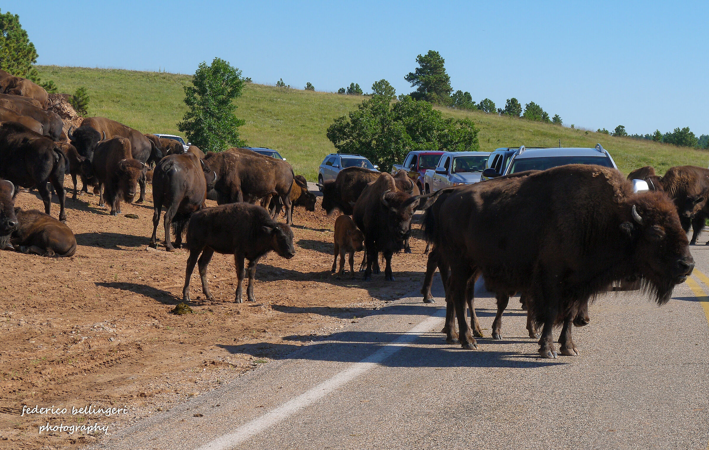 Custer State Park - Travel Surprises