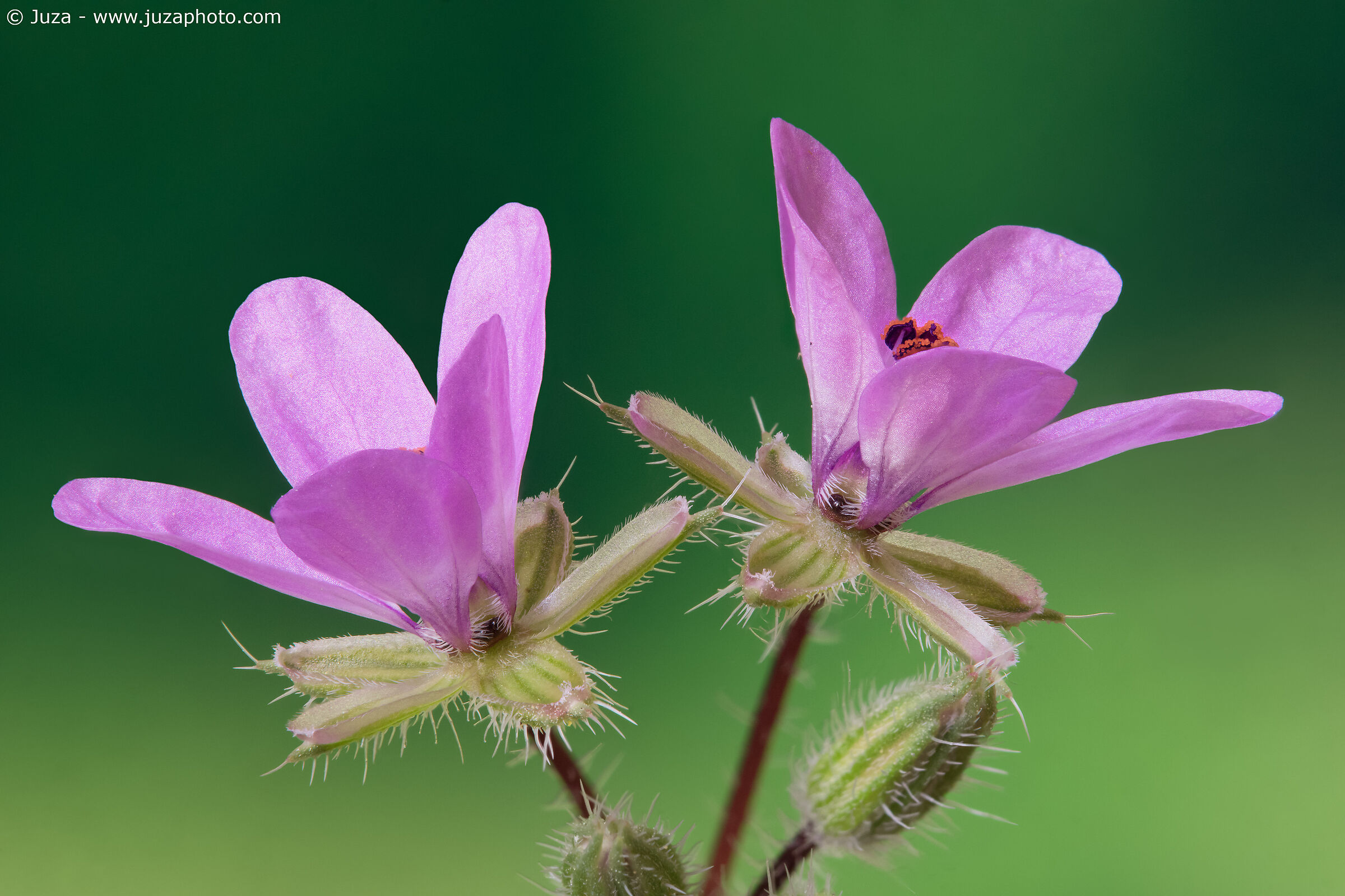 Erodium cicutarium