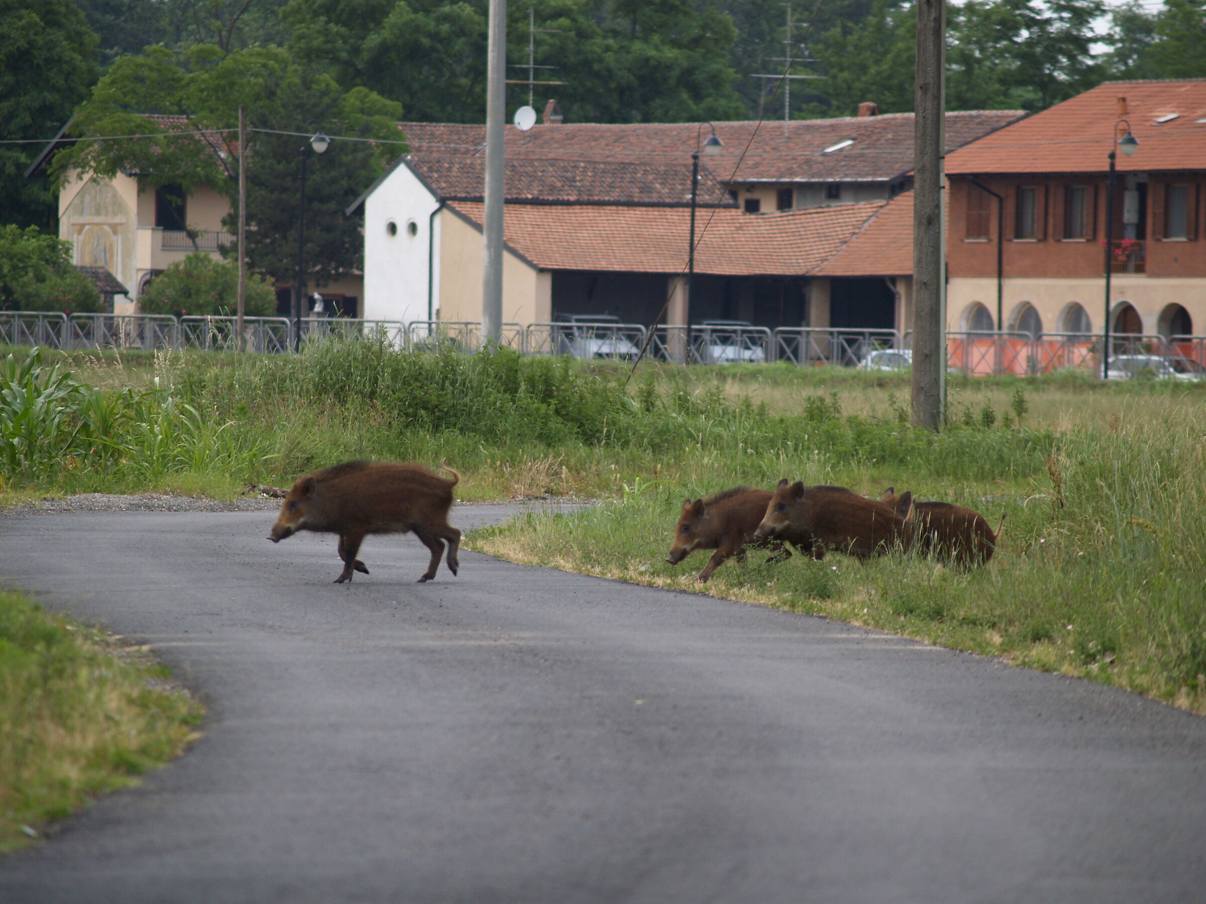 cinghiali a passeggio