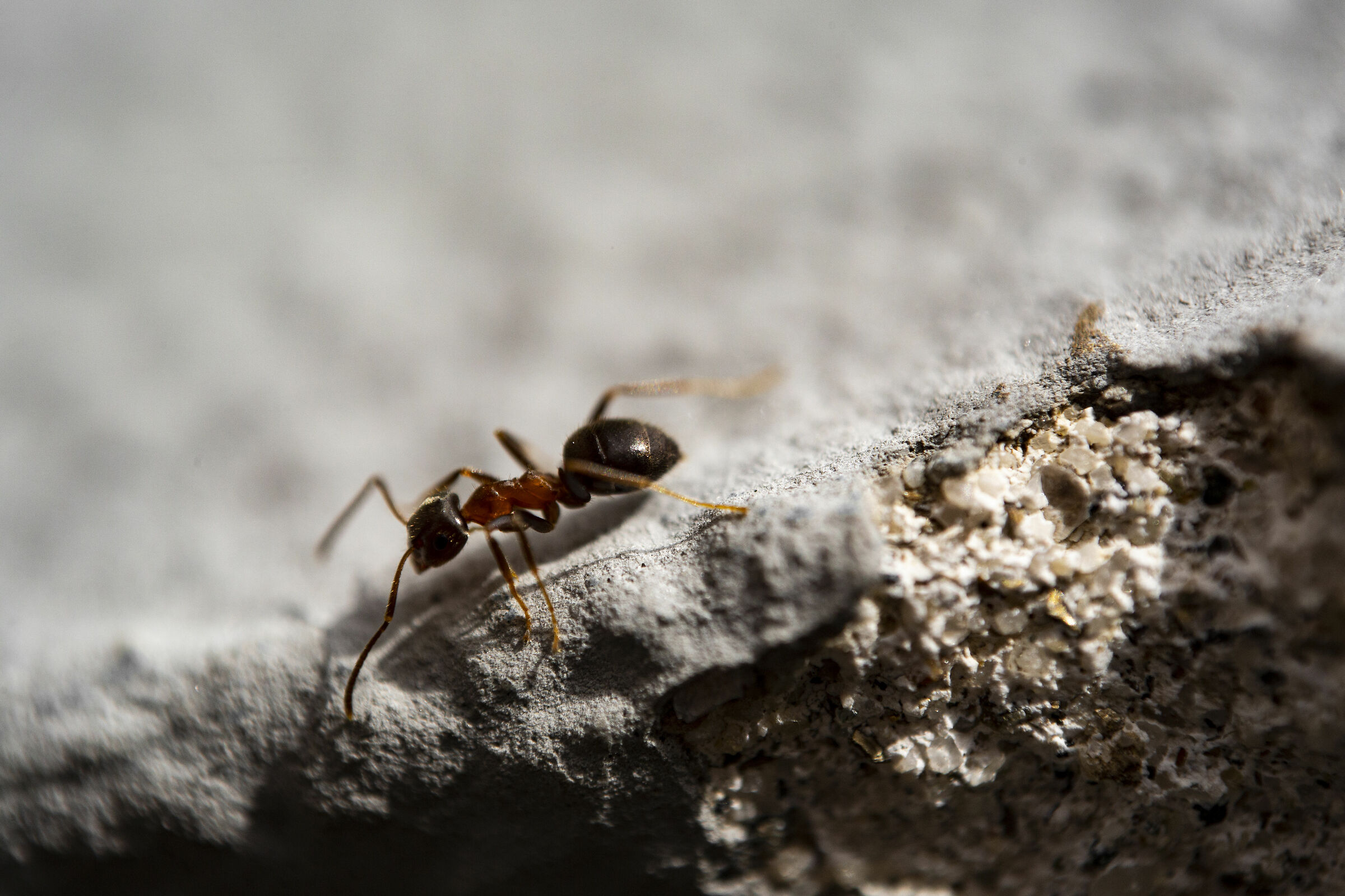 Ant and Concrete