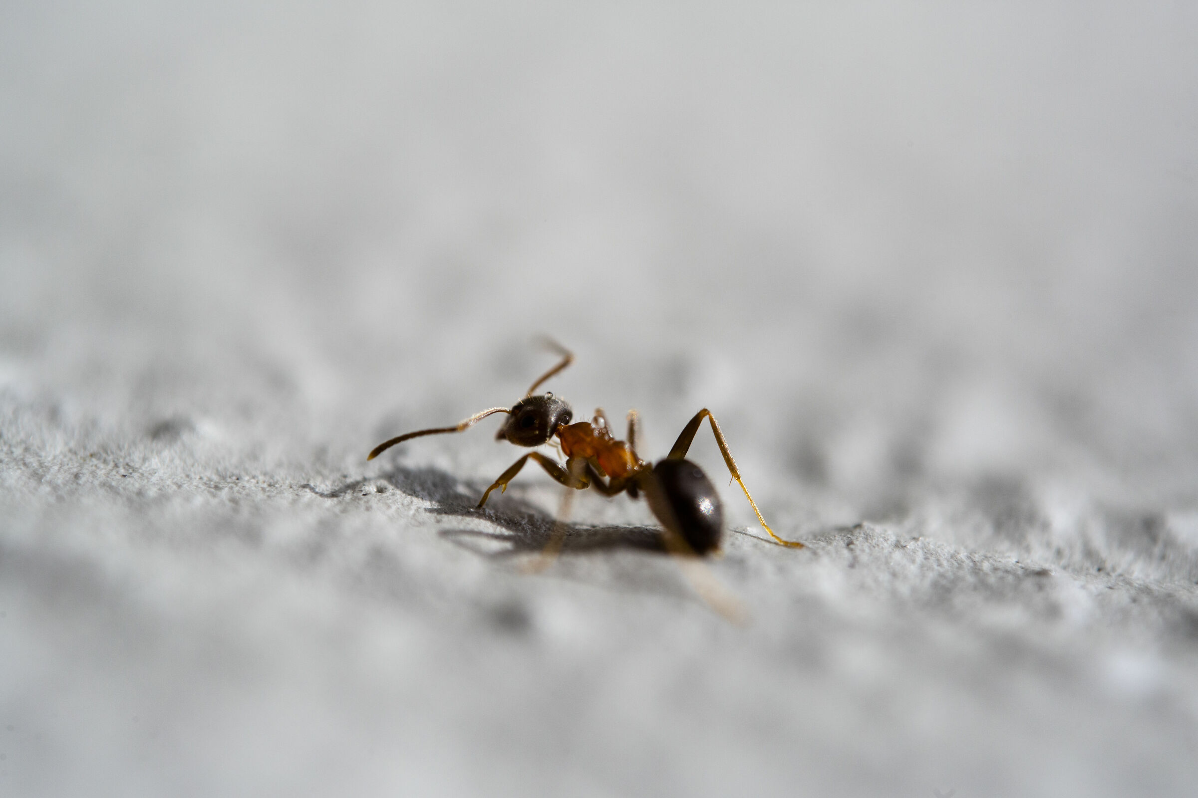 Big Booty Ant mlmlml