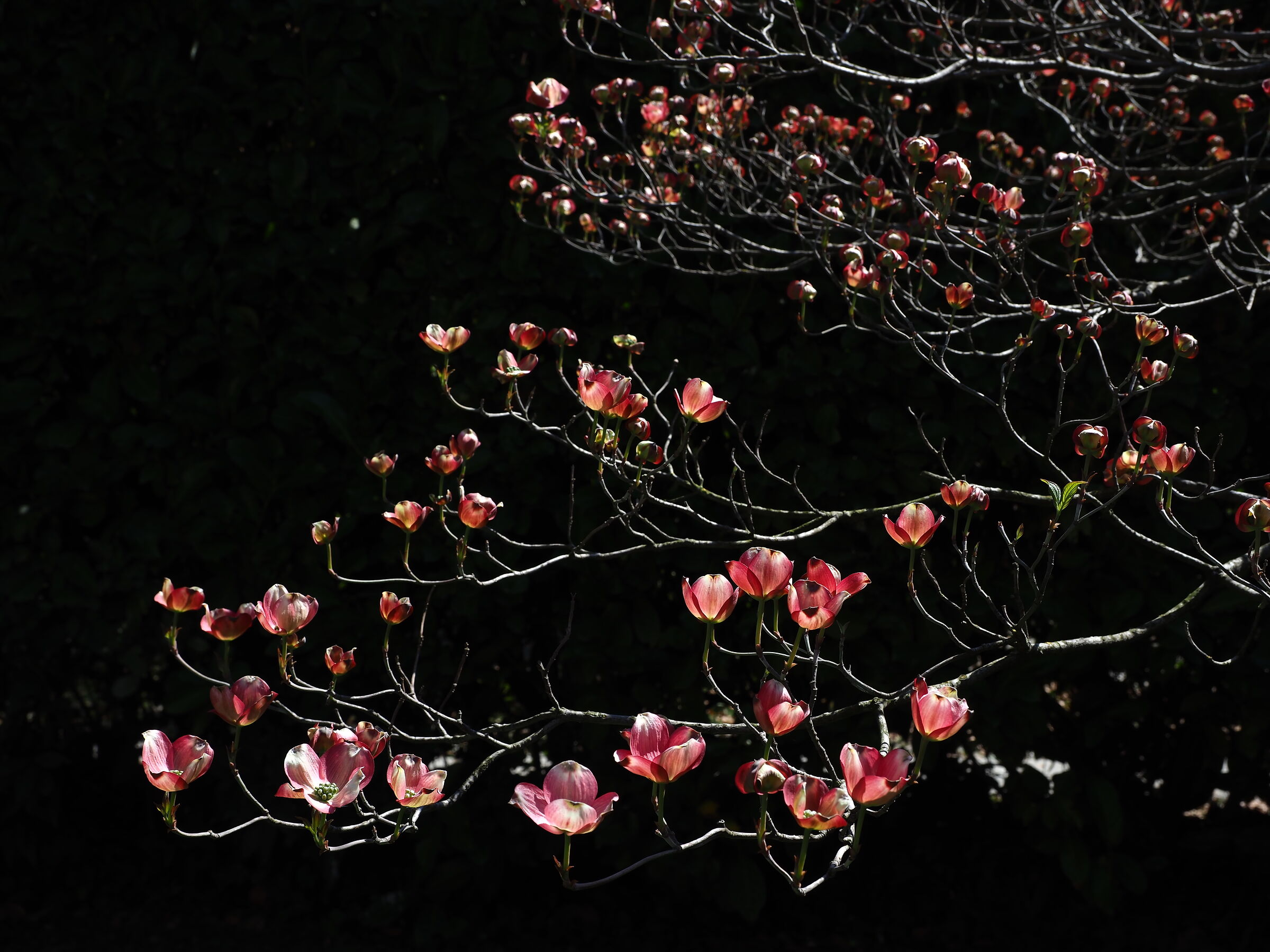 cornus in the garden