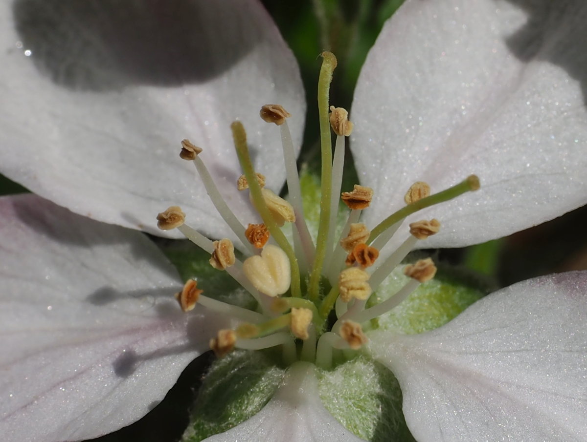 apple blossoms in the garden