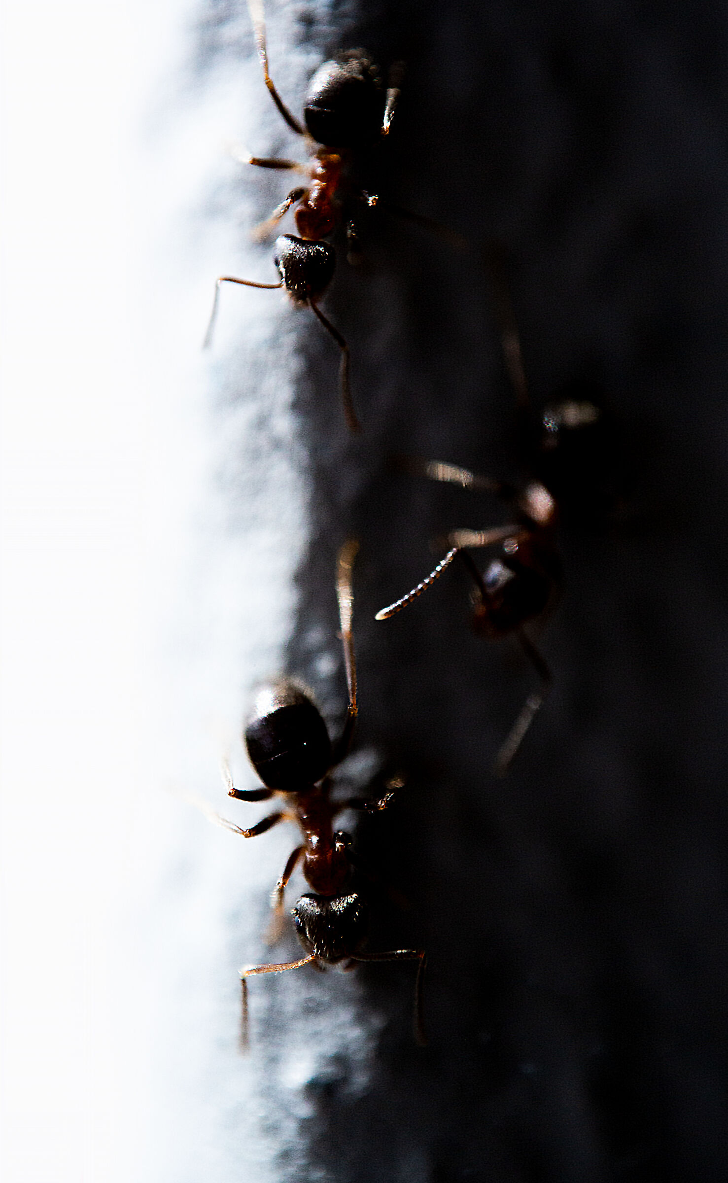 Abstract Ants