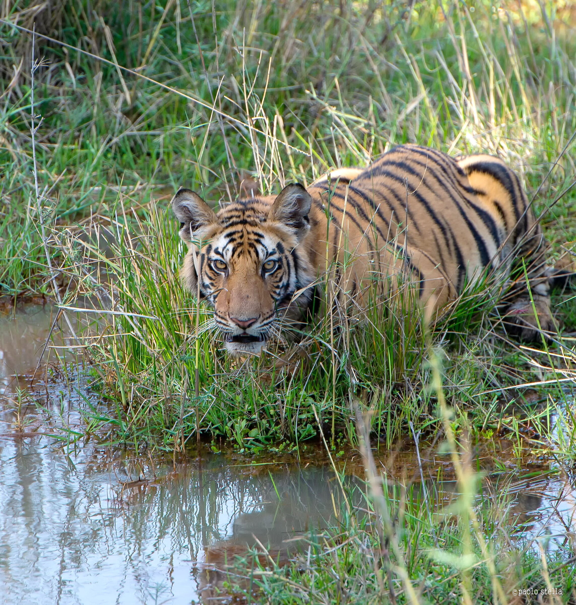 The puppy in the water