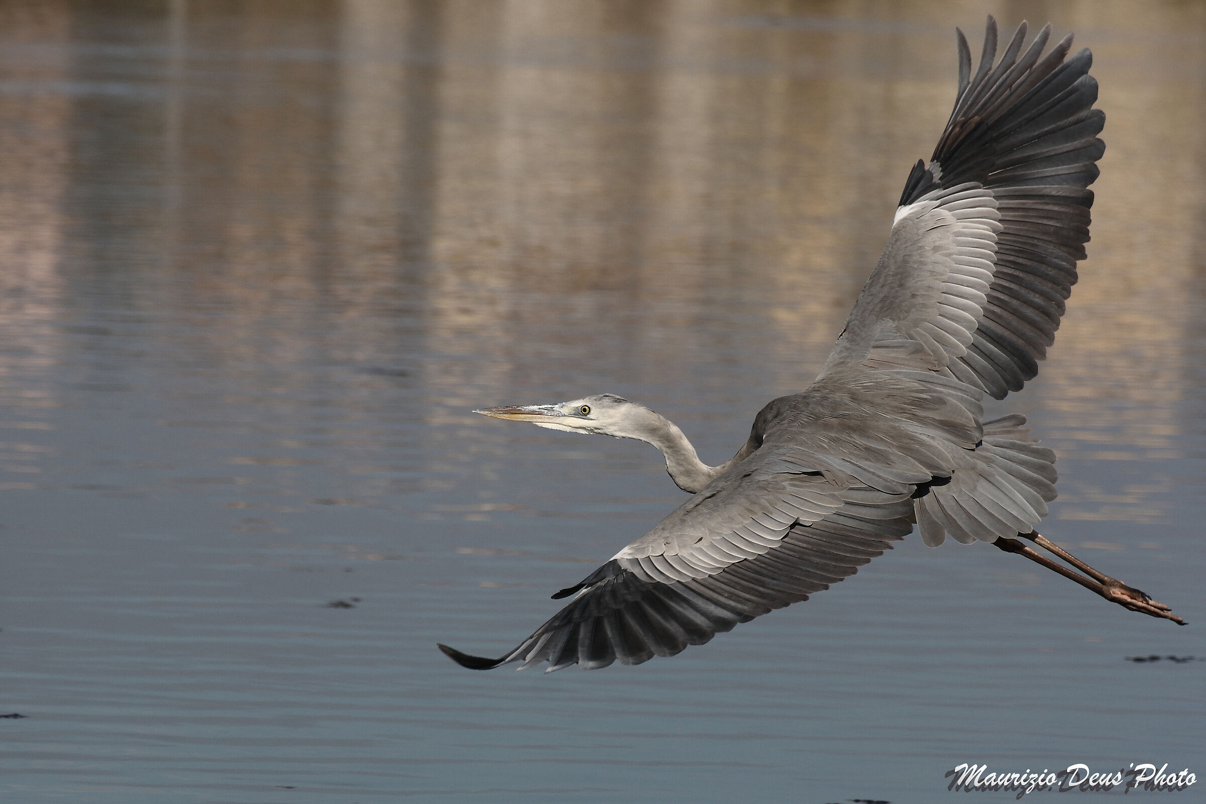 Heron Cinerino Particularly Protected Species
