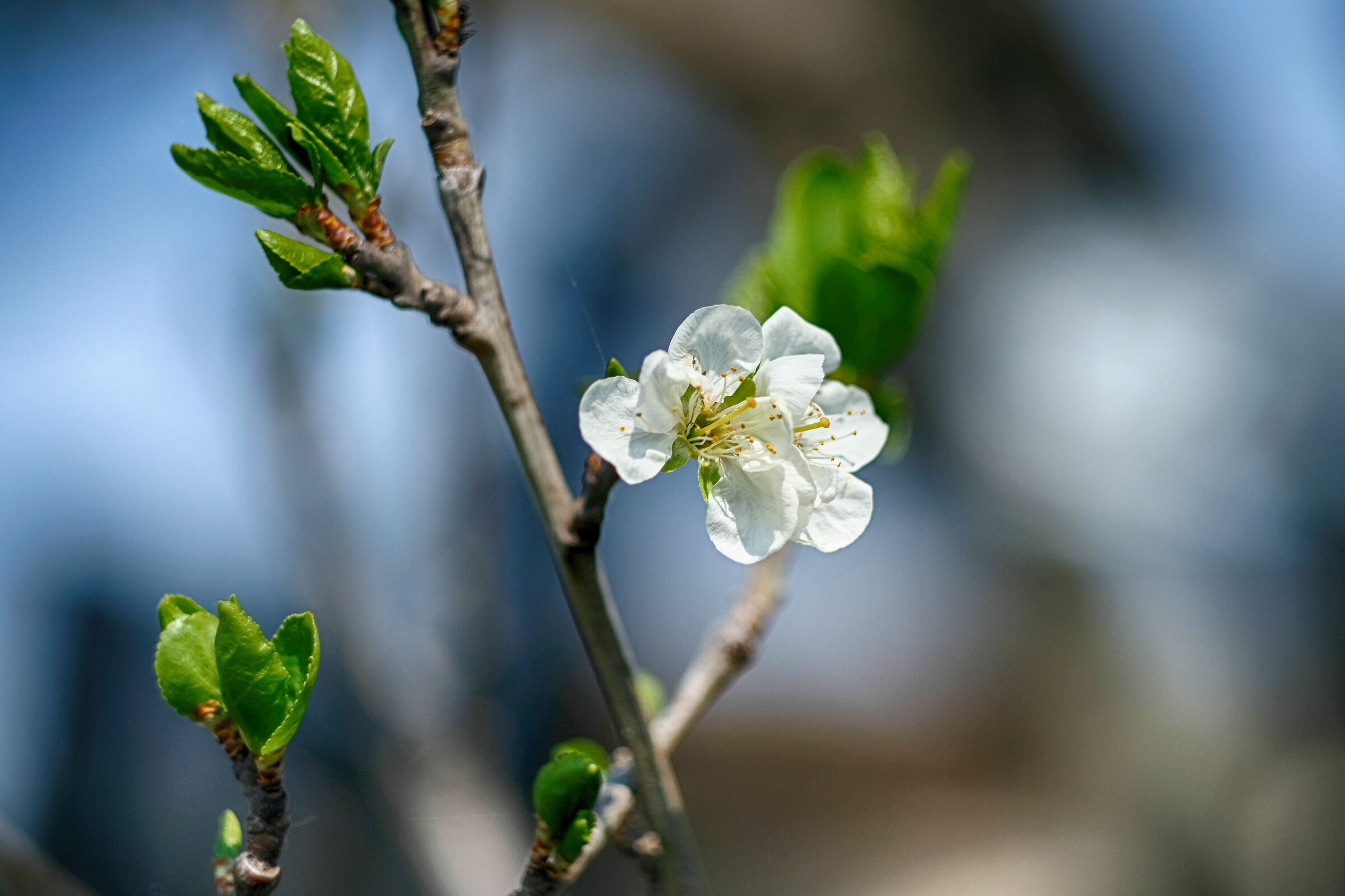 Arriva la primavera...