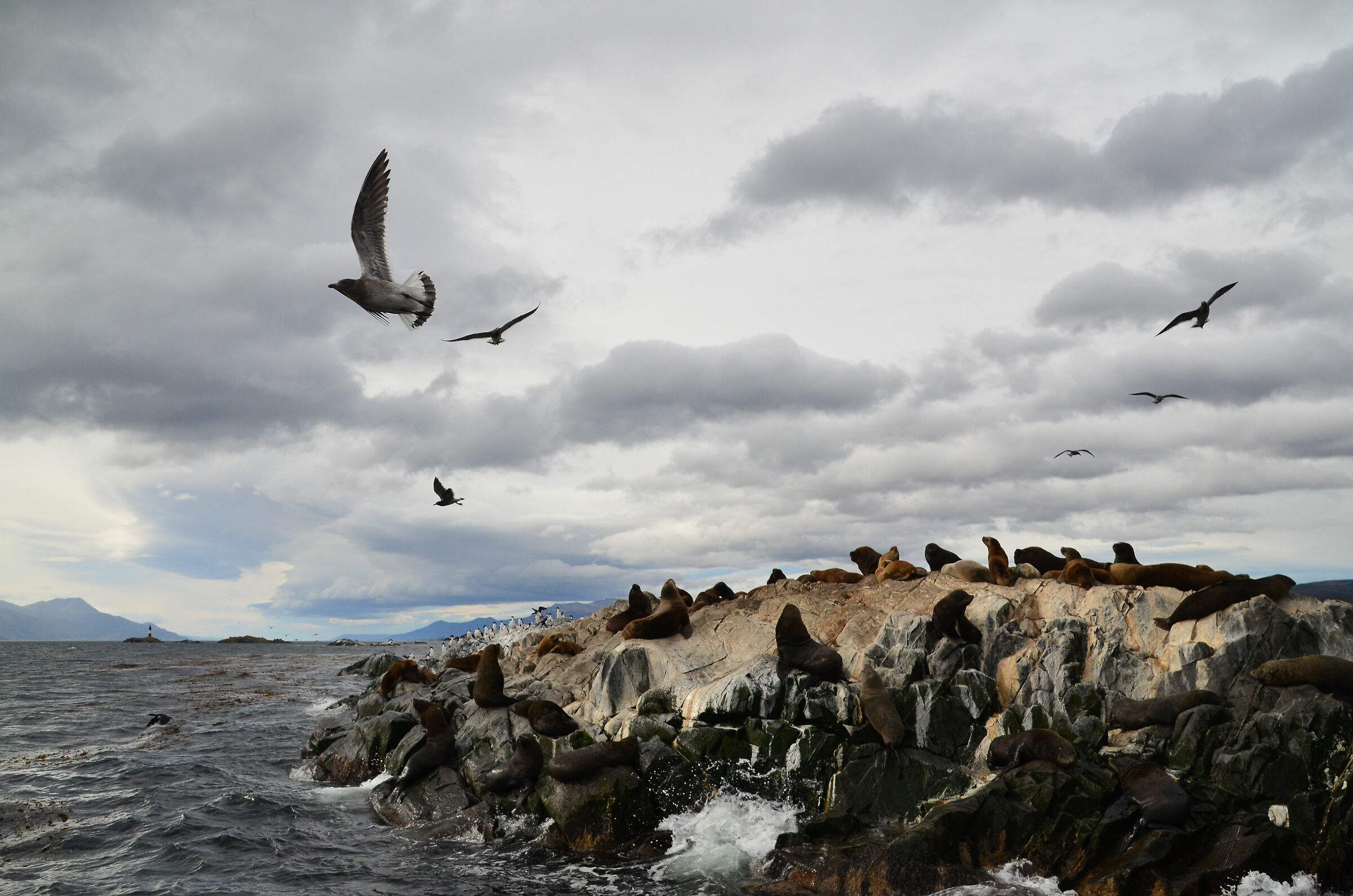 Gabbiani e leoni marini