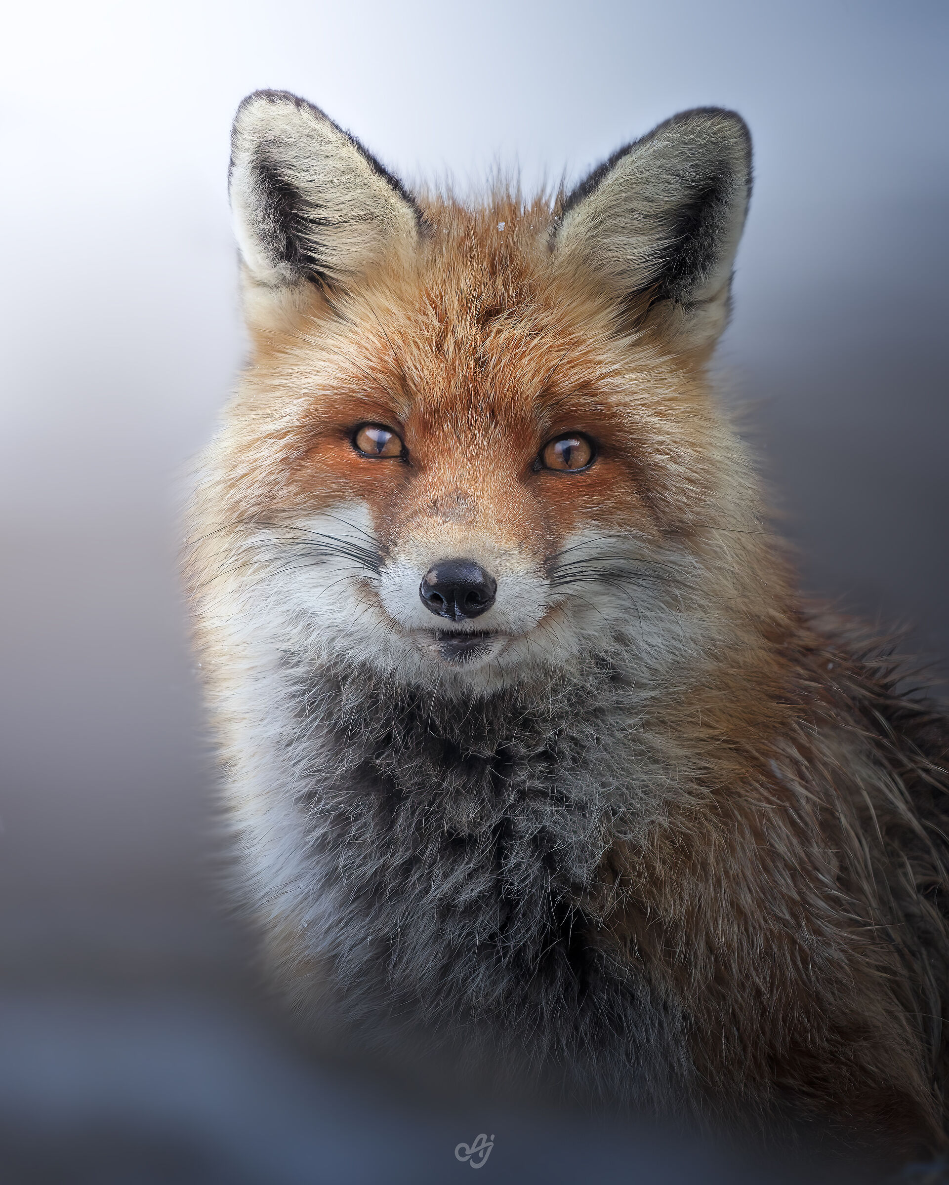 Red Fox