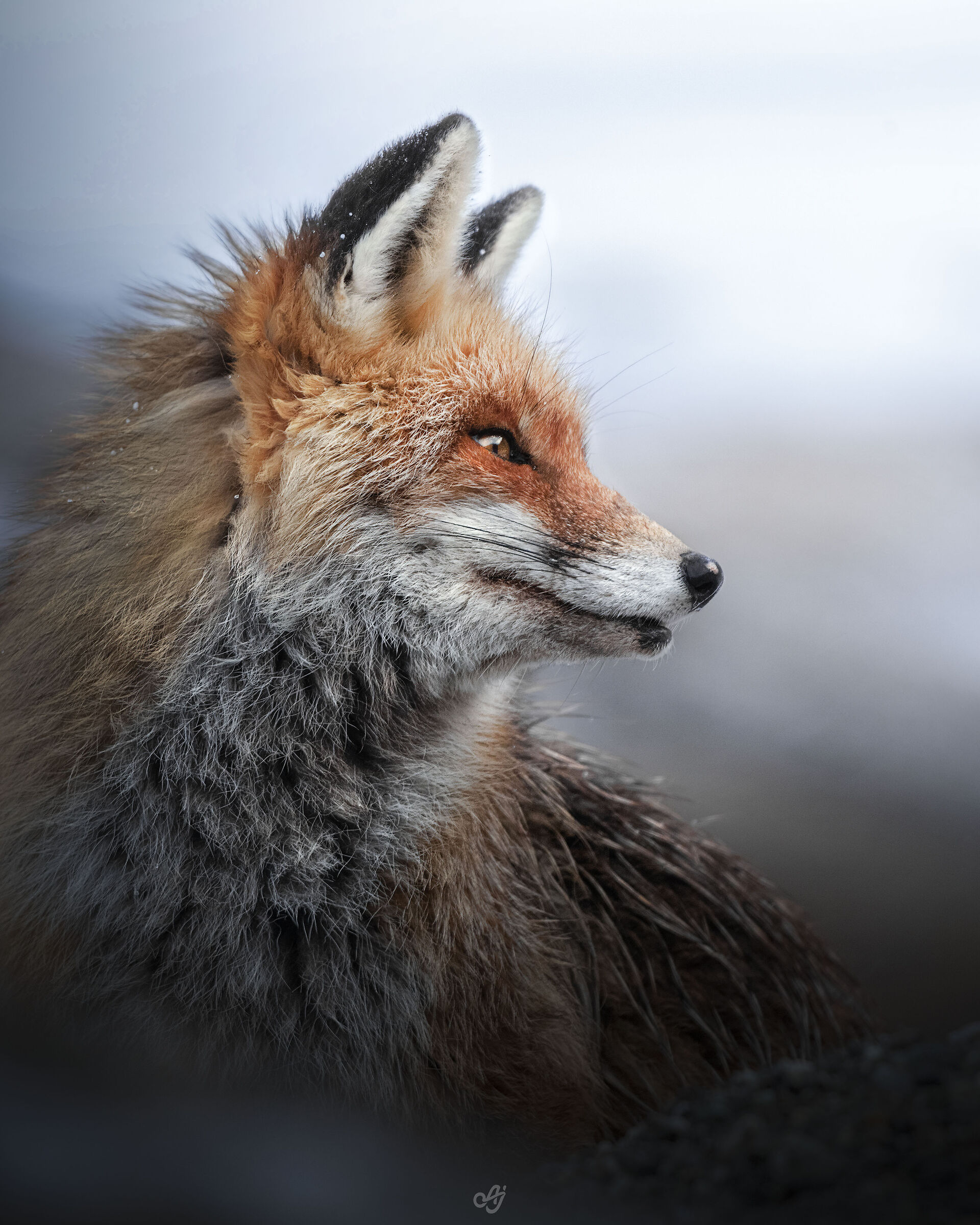 Red Fox