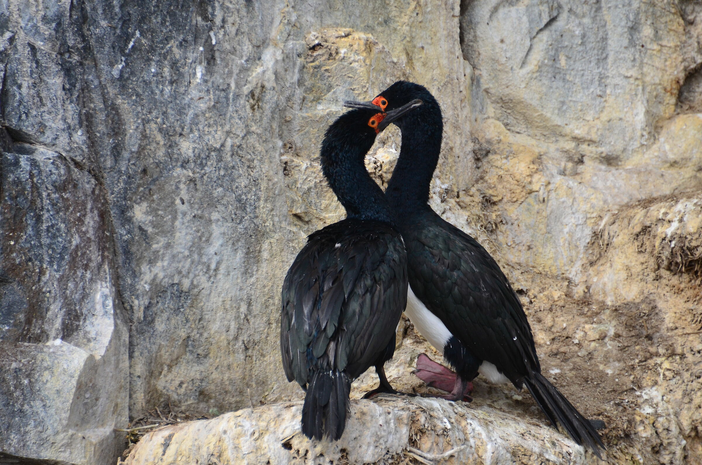 Effusions between rock and sea