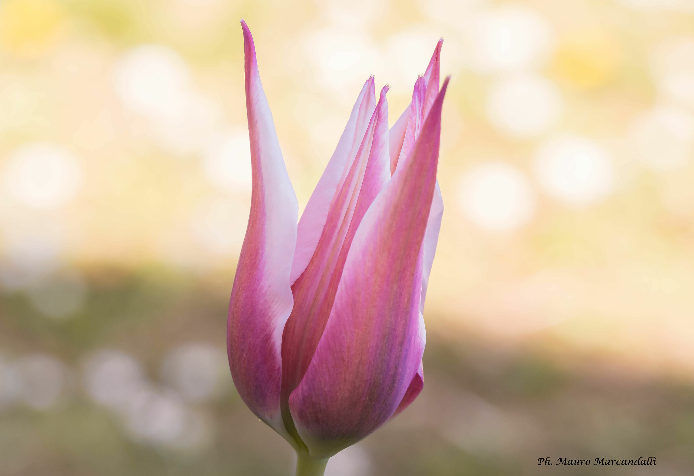 New arrival in the garden