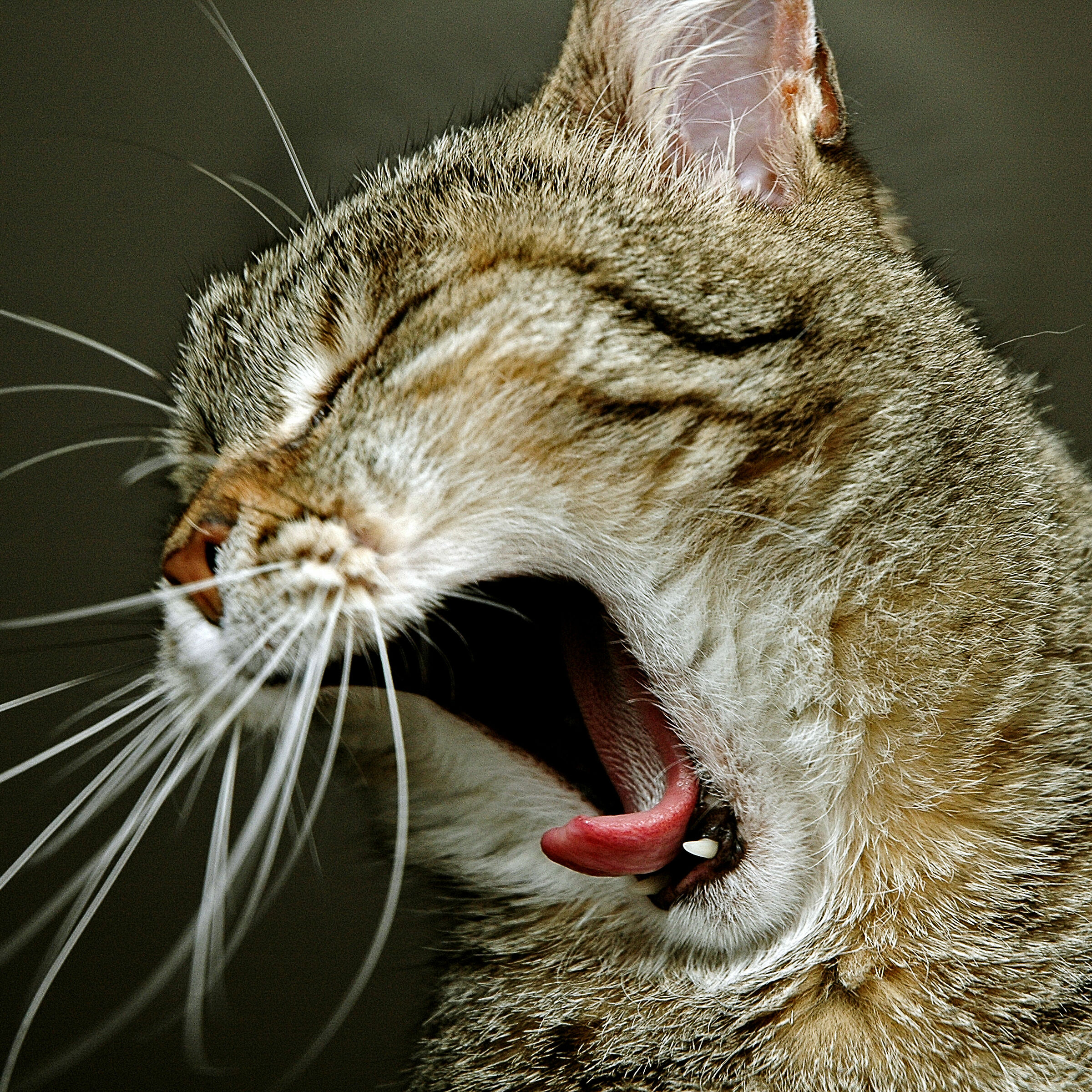 sbadiglio felino