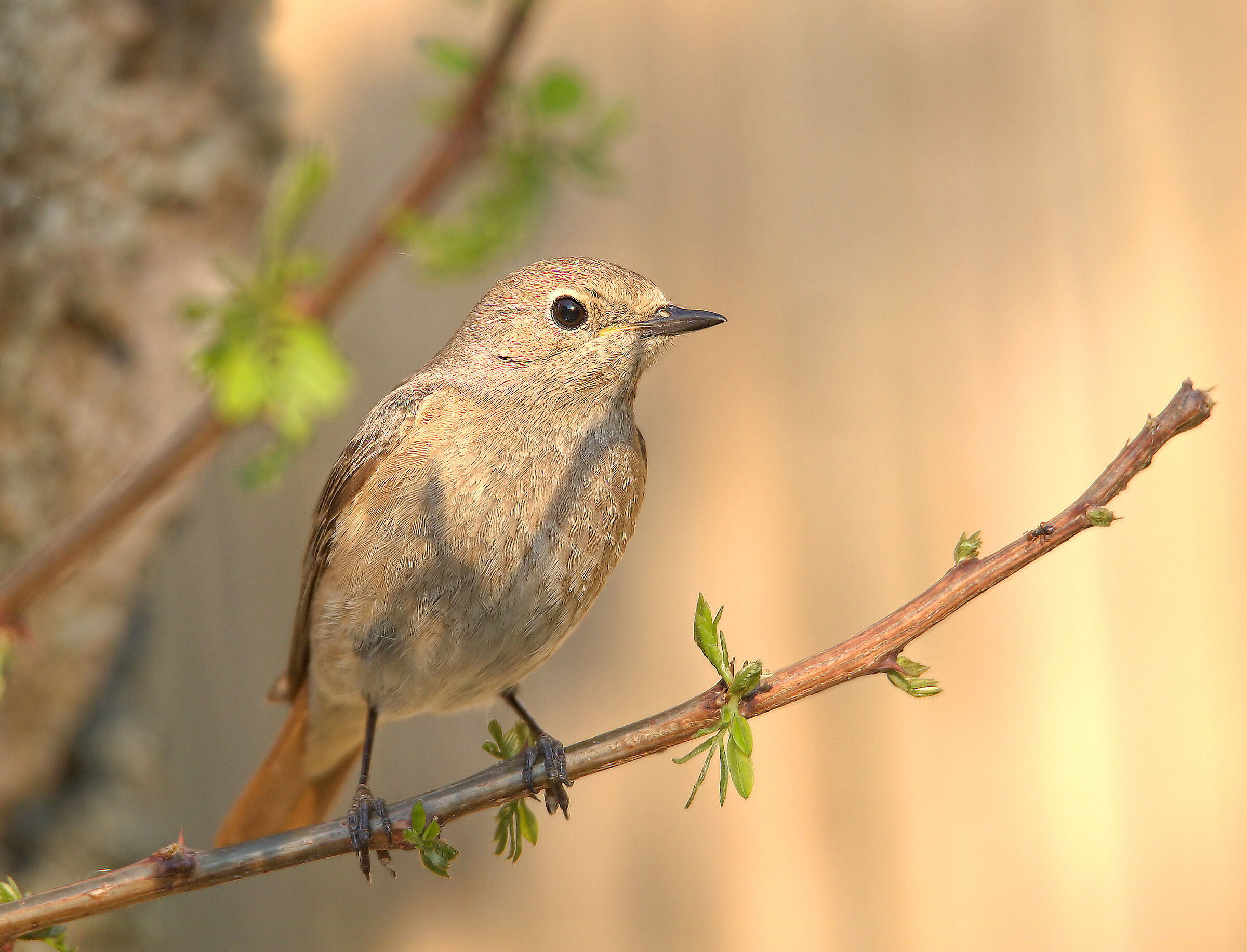 Female Common Codirosso