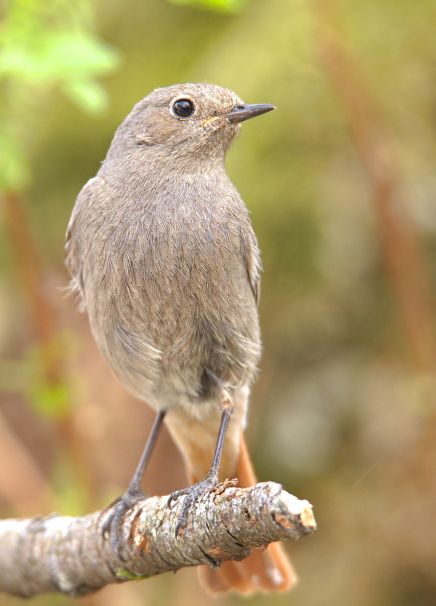 Female Common Codirosso