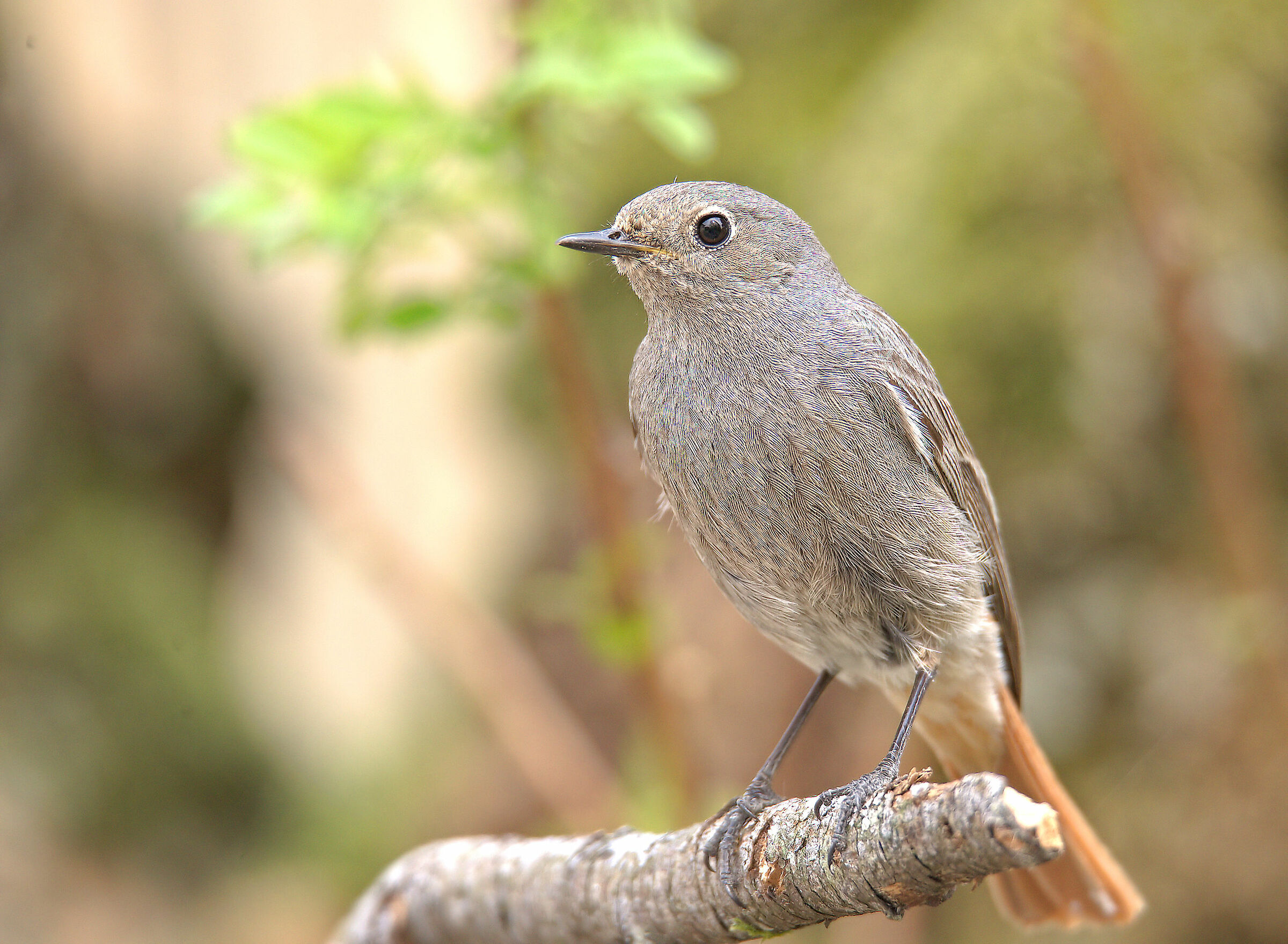 Female Common Codirosso