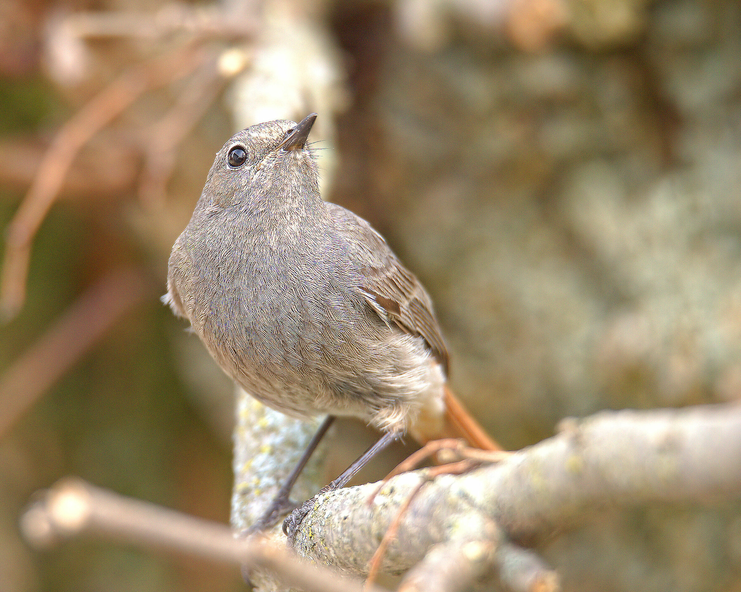 Female Common Codirosso