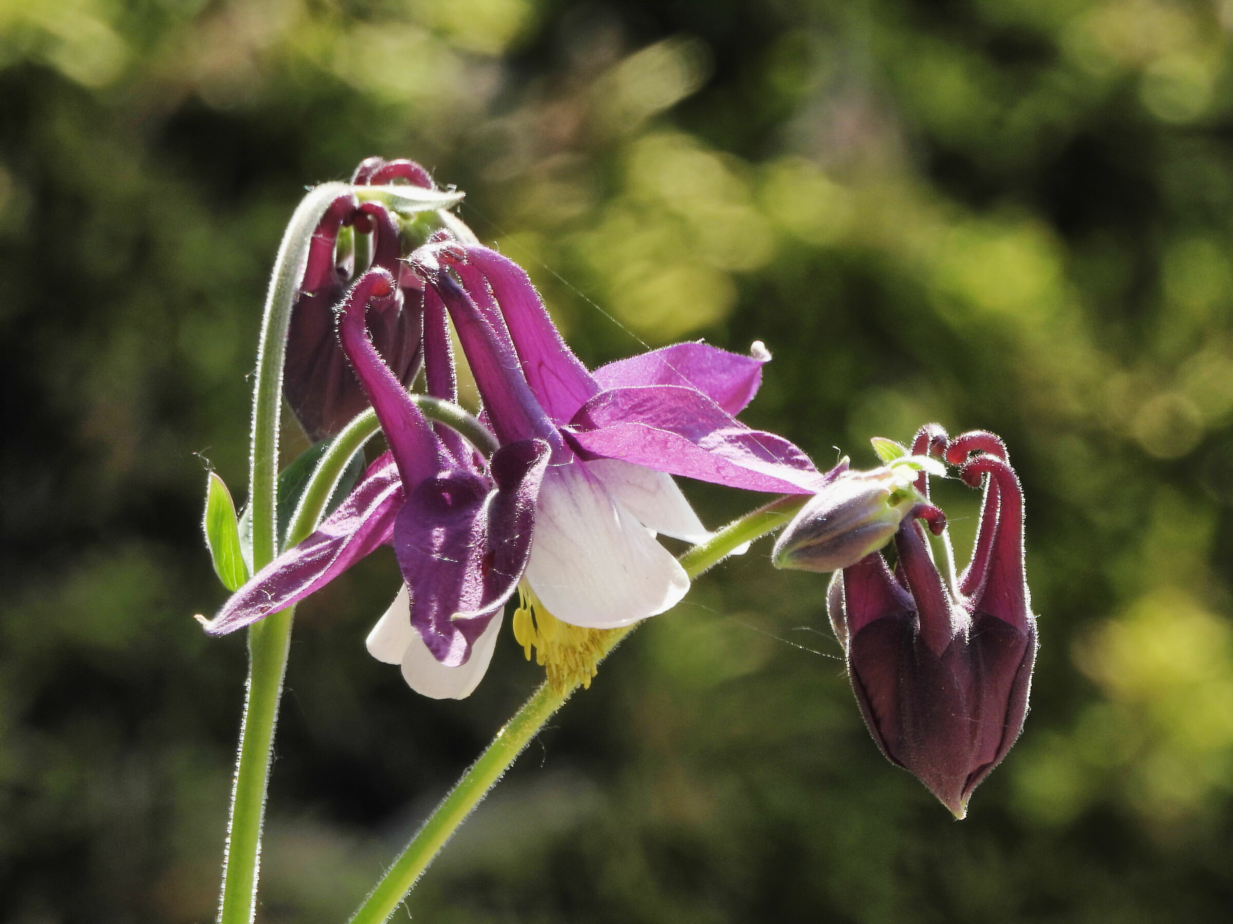 Aquilegia