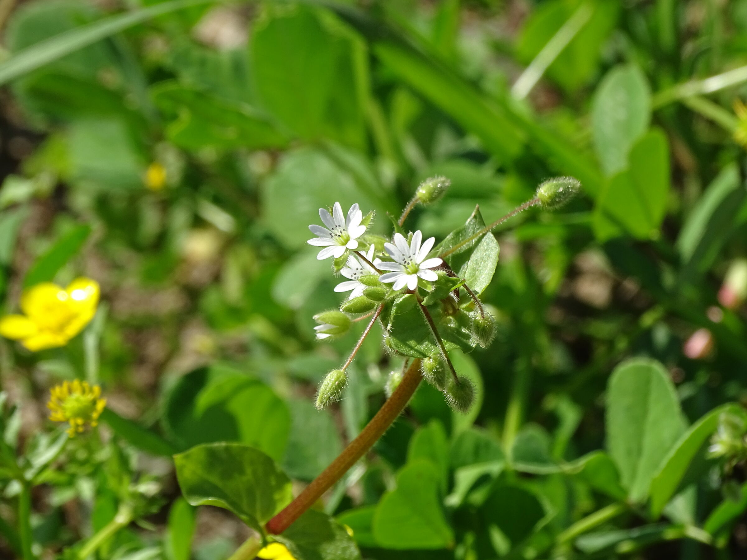 Flower