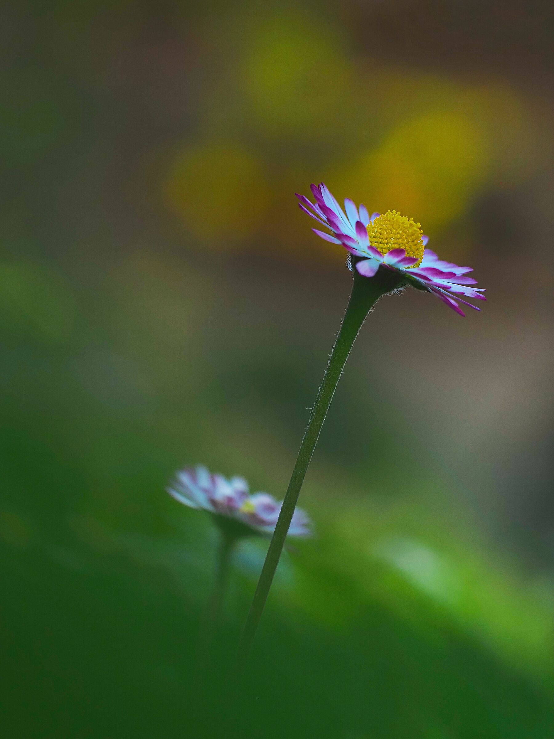 Il prato e i suoi colori