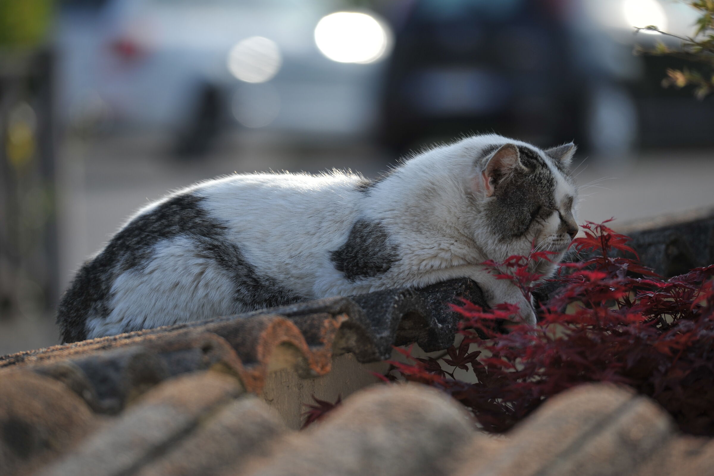 my mother who sleeps!!!!