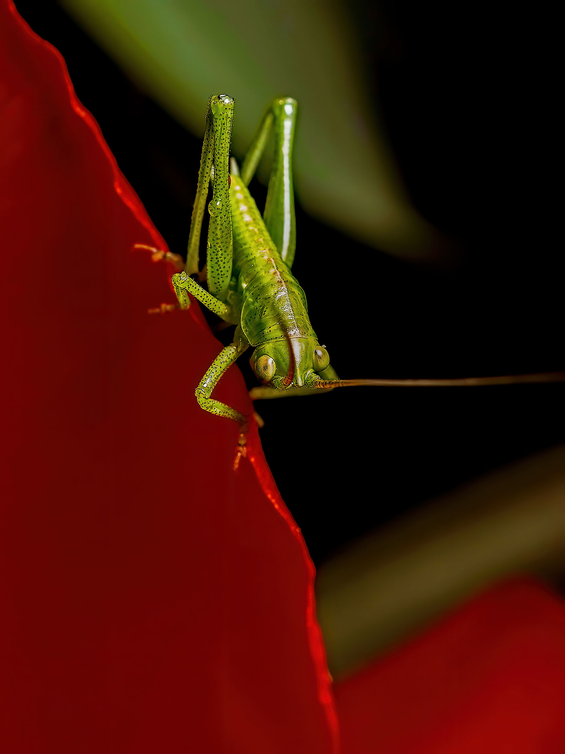 Tettigonia Viridissim