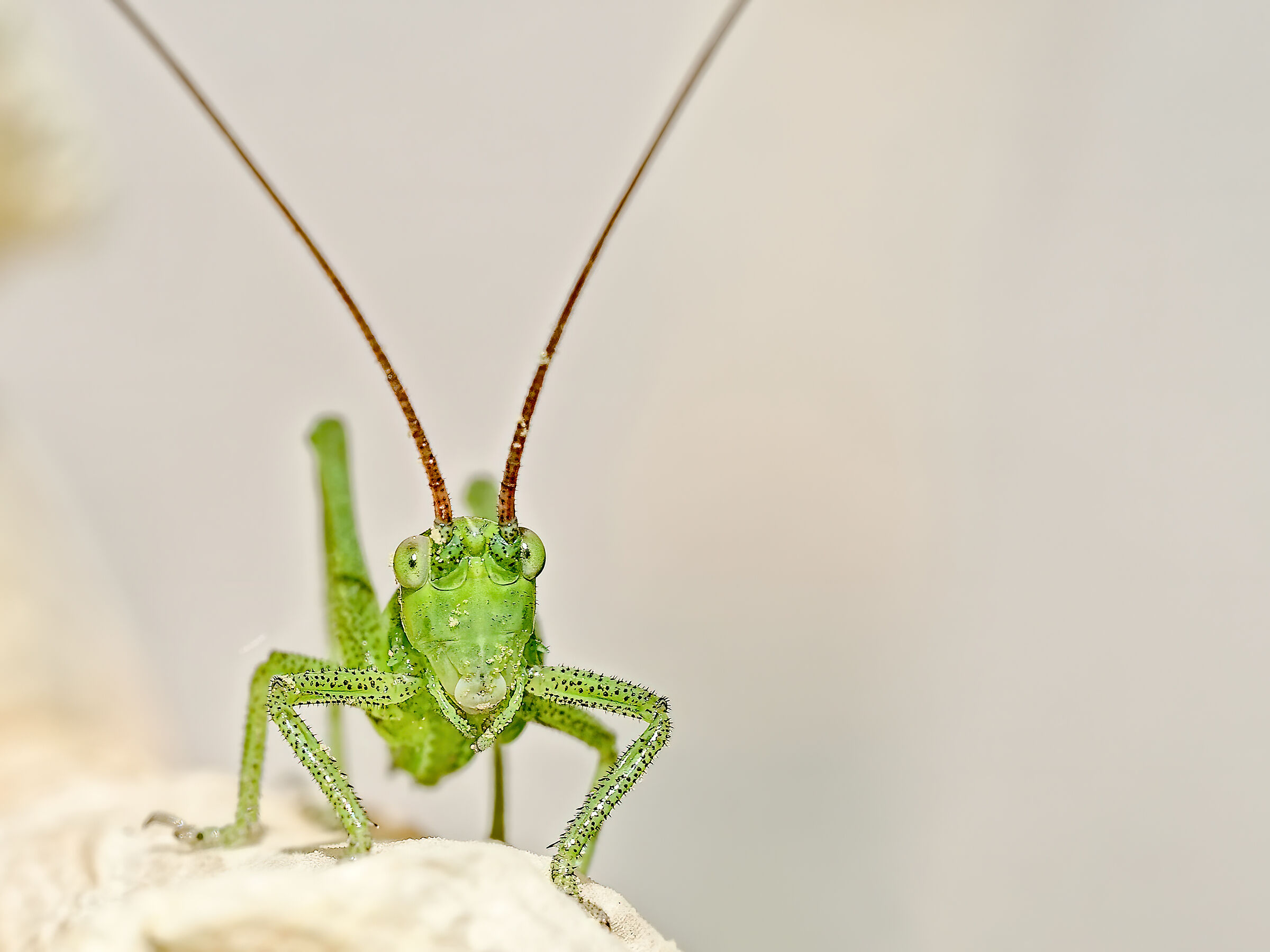 Tettiginia Viridissima